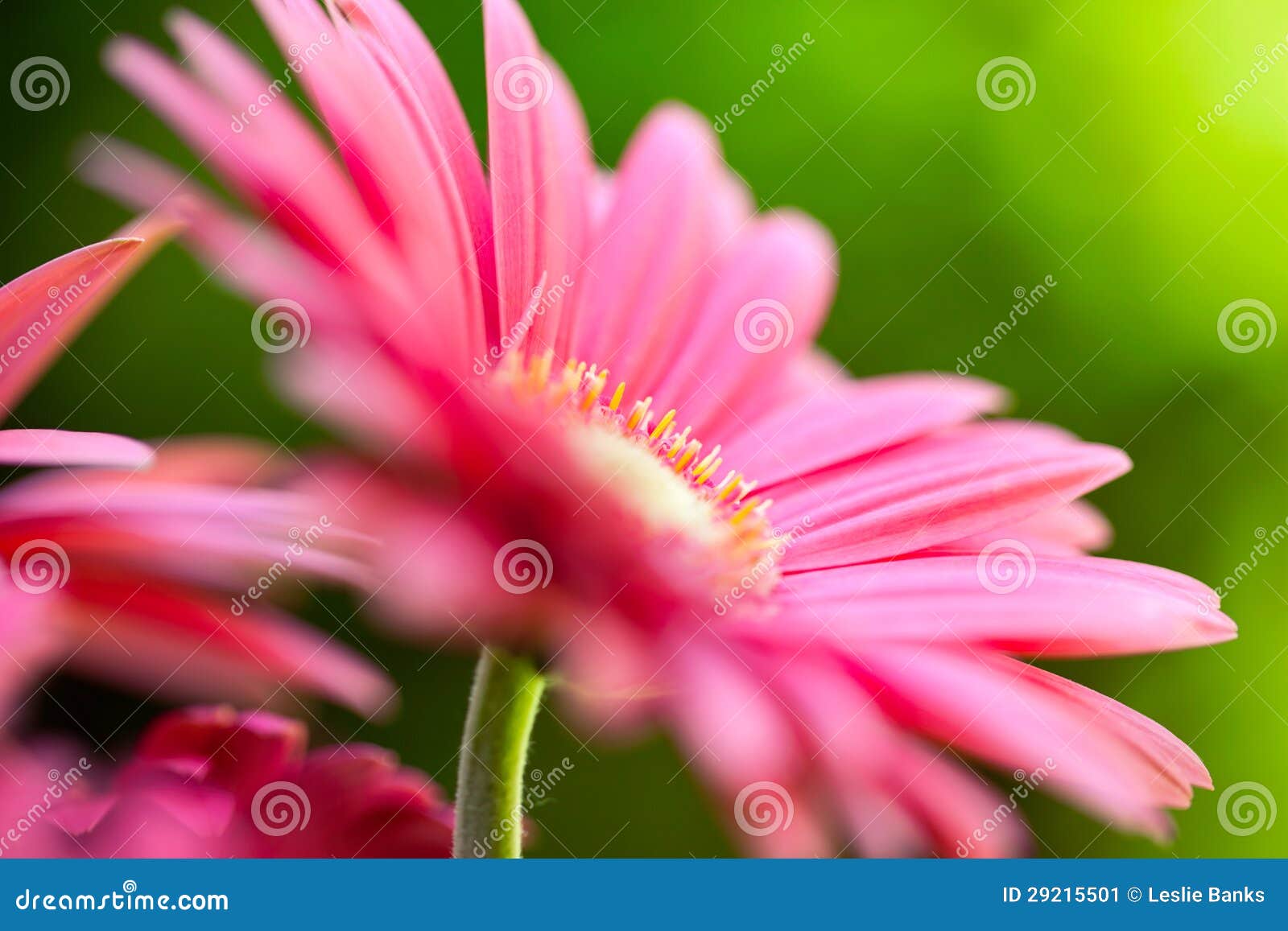 Pink Gerbera Daisies in the Garden Stock Image Image of garden, daisy
