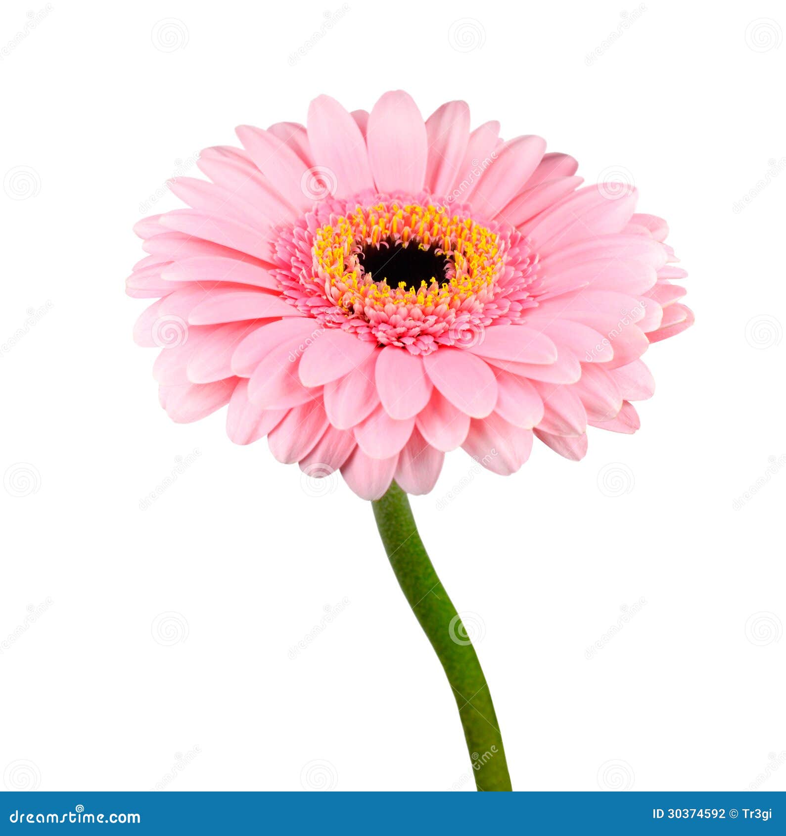 127,700+ Single Flower Stem Stock Photos, Pictures & Royalty-Free