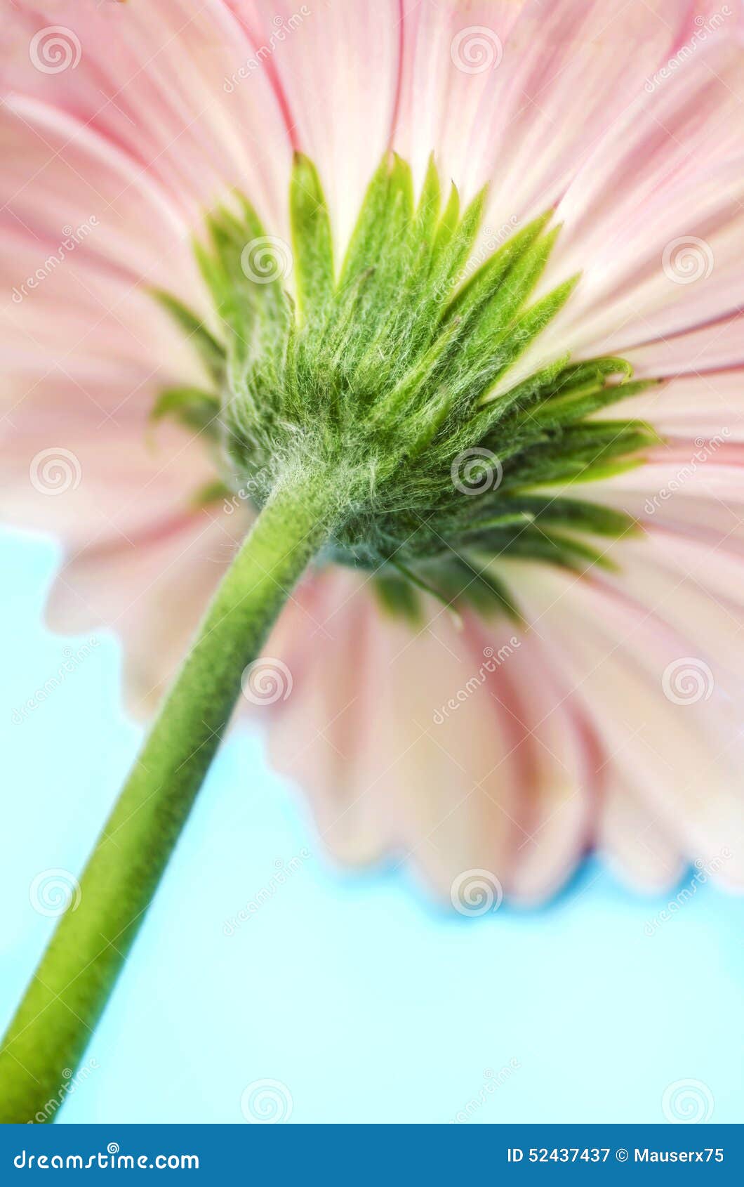 Pink Gerbera Flower Stem stock image. Image of blossom 52437437