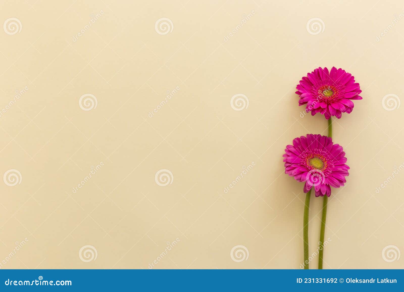 Pink Gerbera Flowers Beige Backdrop. High Quality Beautiful Photo ...