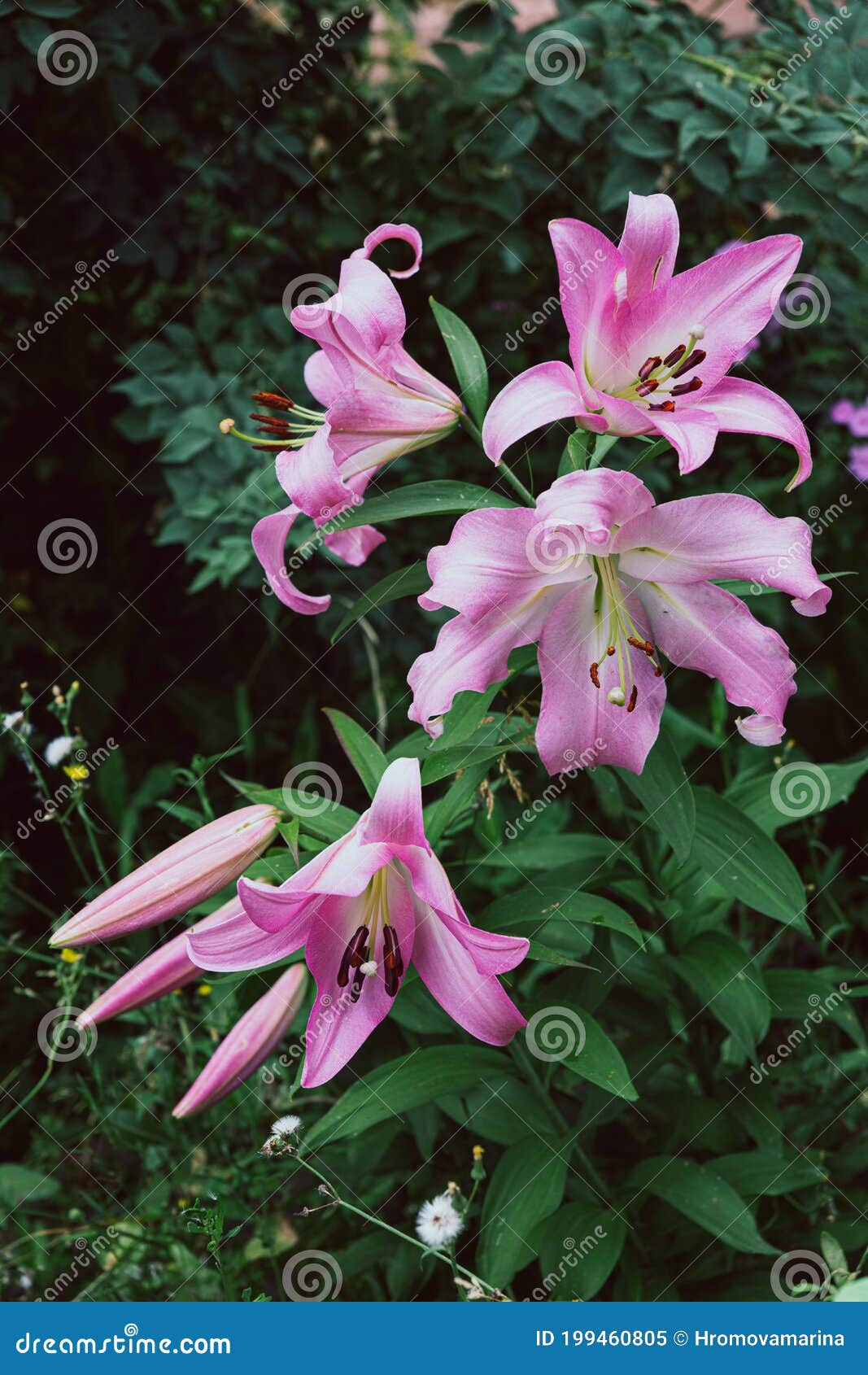 Pink Giant Lilies on a Background of Green Leaves Stock Image - Image ...