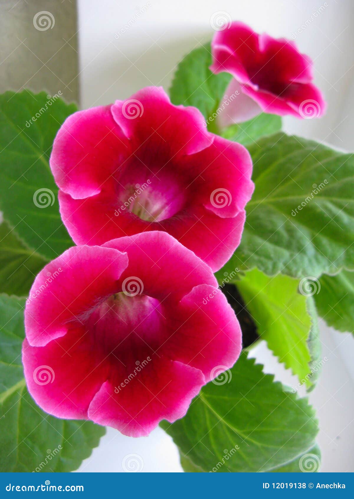 344 Pink Gloxinia Stock Photos - Free & Royalty-Free Stock Photos from  Dreamstime