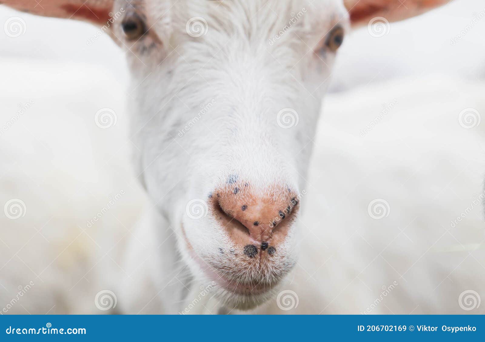 Pink Goat Nose Close-up on the Farm Stock Image - Image of corral, farm ...