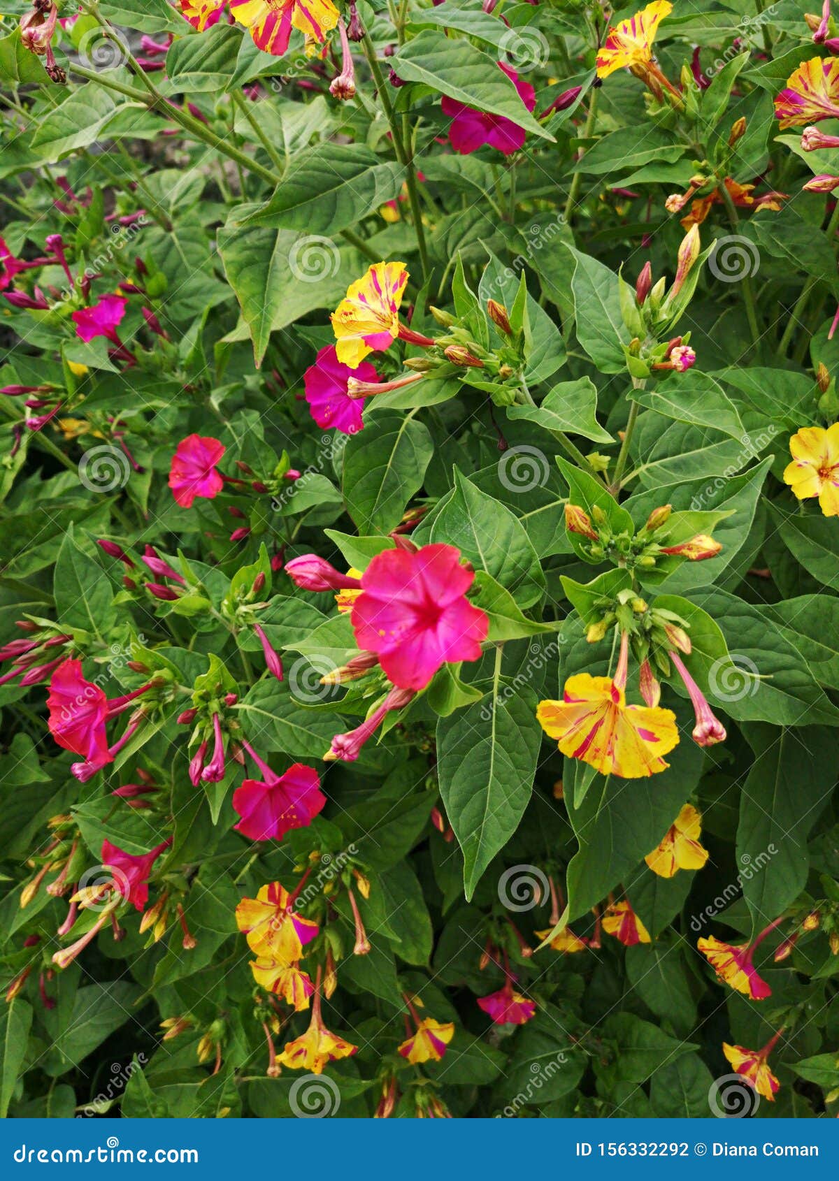 Pink and Golden Mirabilis Flowers in the Garden Stock Photo - Image of ...