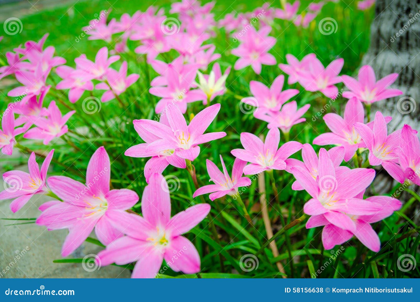 Pink grass flower stock photo. Image of grass, flora 58156638