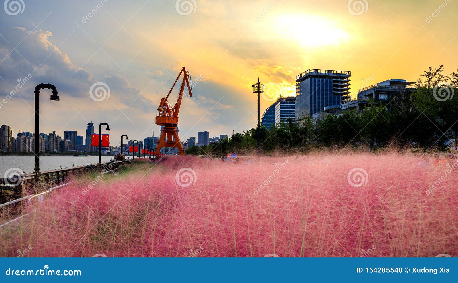 pink grass land on the  bank of the rive