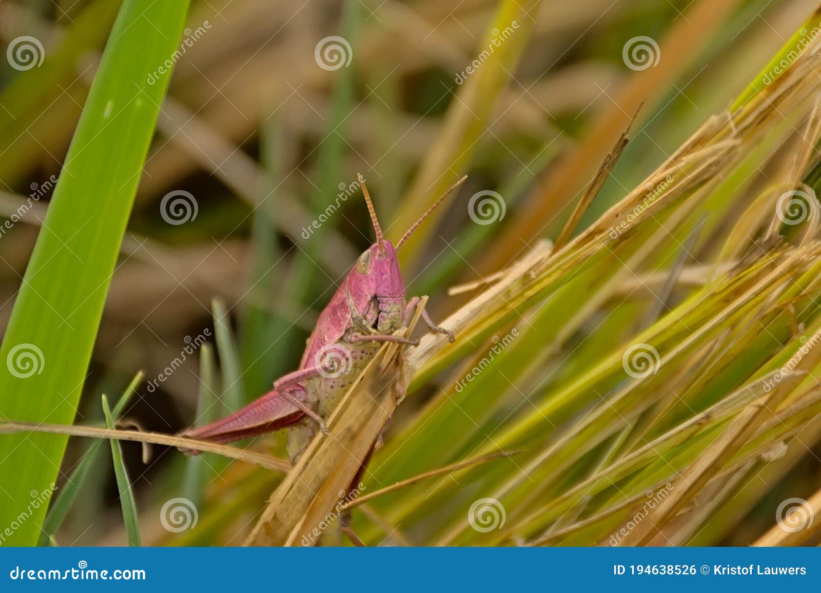 pink grasshopper in te grass, closeup, selective focus