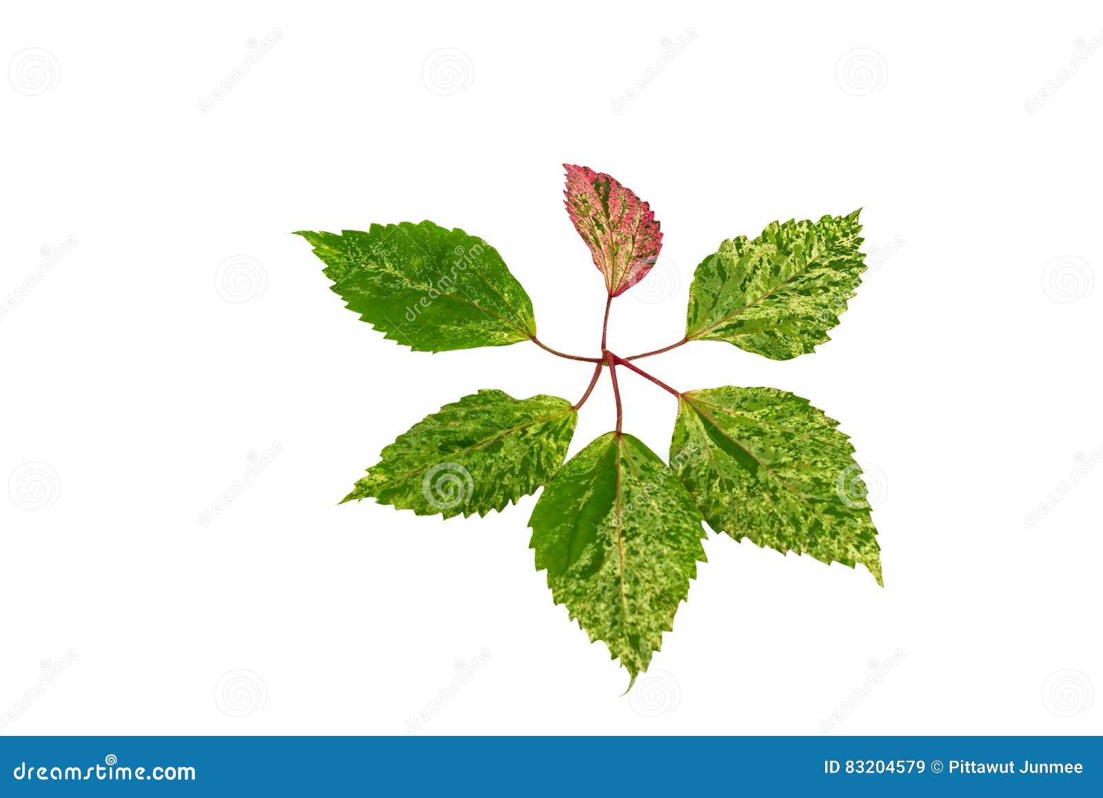 Pink and Green Color Leaf Pattern of China Rose Leaf Isolate on White