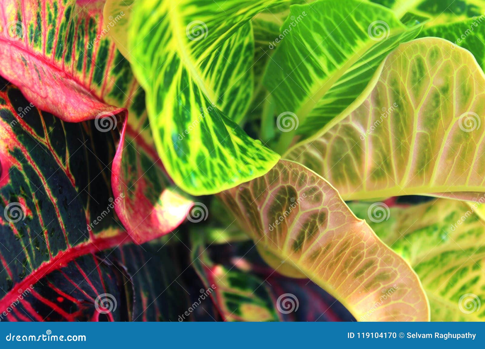 998 Dieffenbachia Leaves Photos Free Royalty Free Stock Photos From Dreamstime 998 Dieffenbachia Leaves Photos Free Royalty Free Stock Photos From Dreamstime