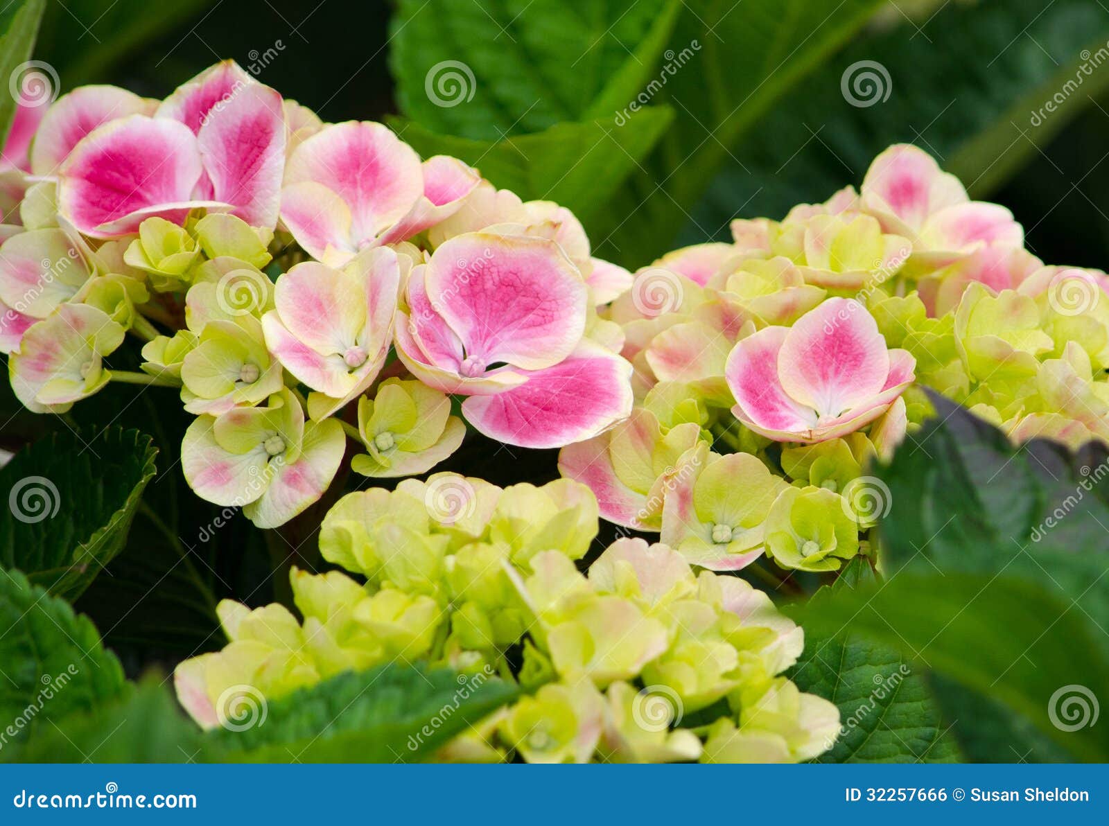 Pink and green hydrangea stock photo. Image of flower 32257666