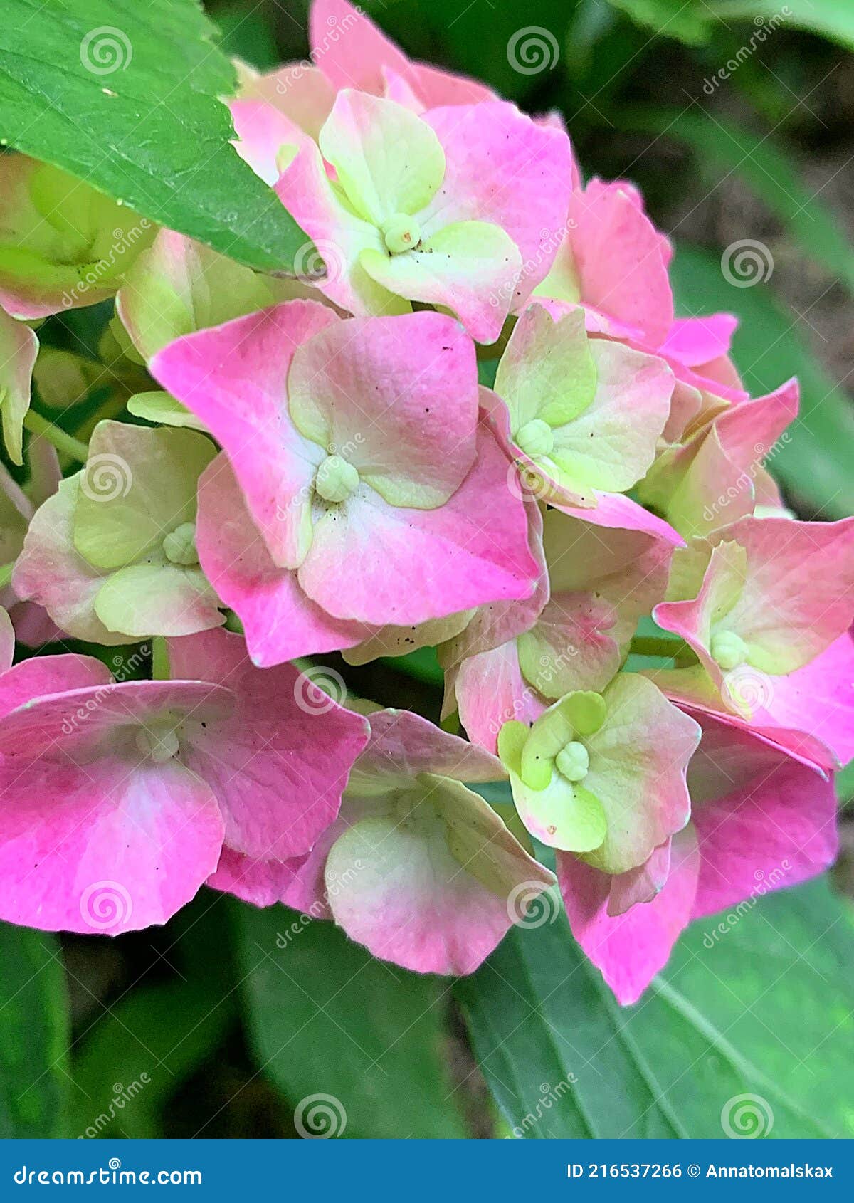 Pink Green Hydrangea, Flowering Hydrangea, Petals, Green Leaves