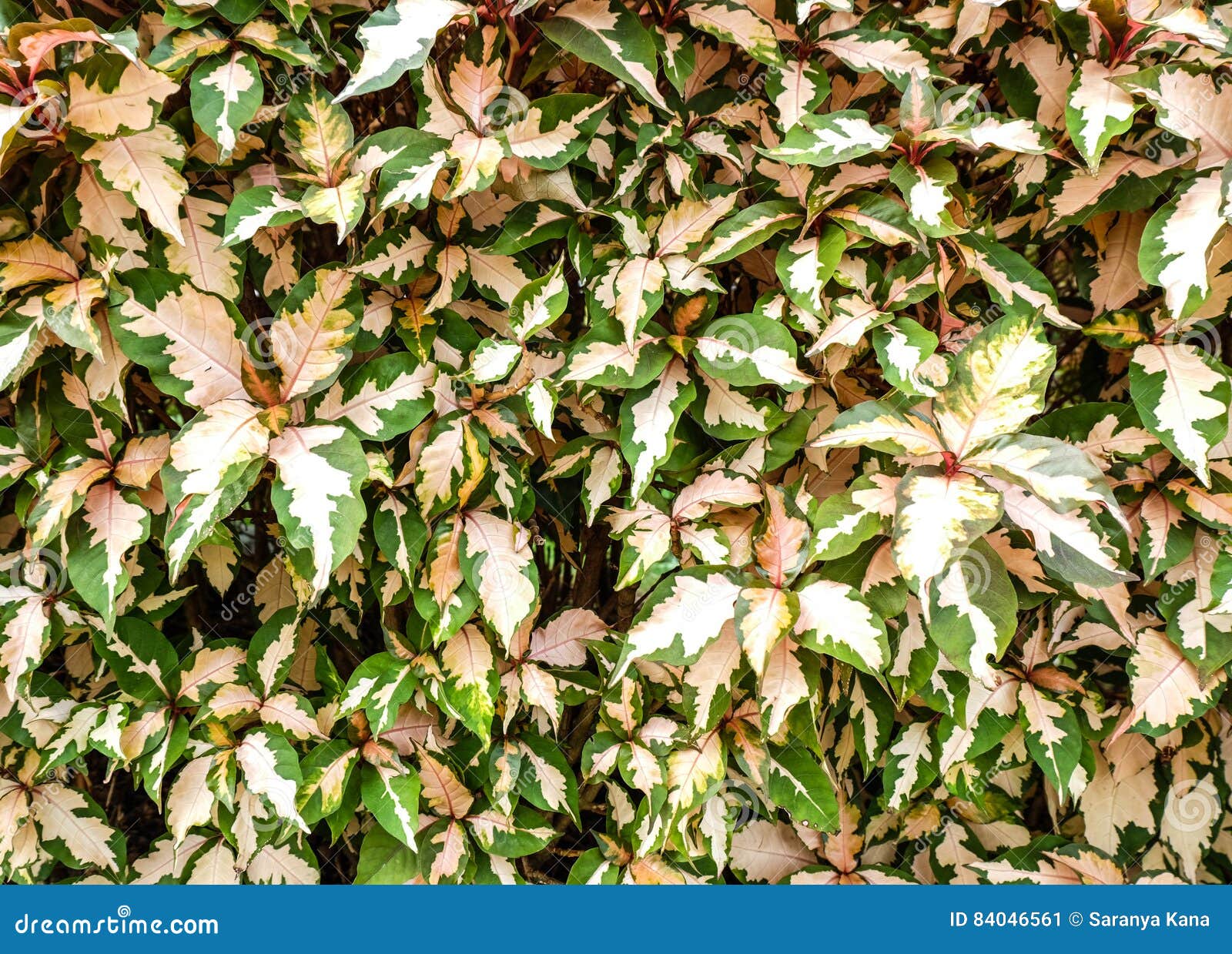 Pink and Green Leaf Background Stock Image Image of beauty, small