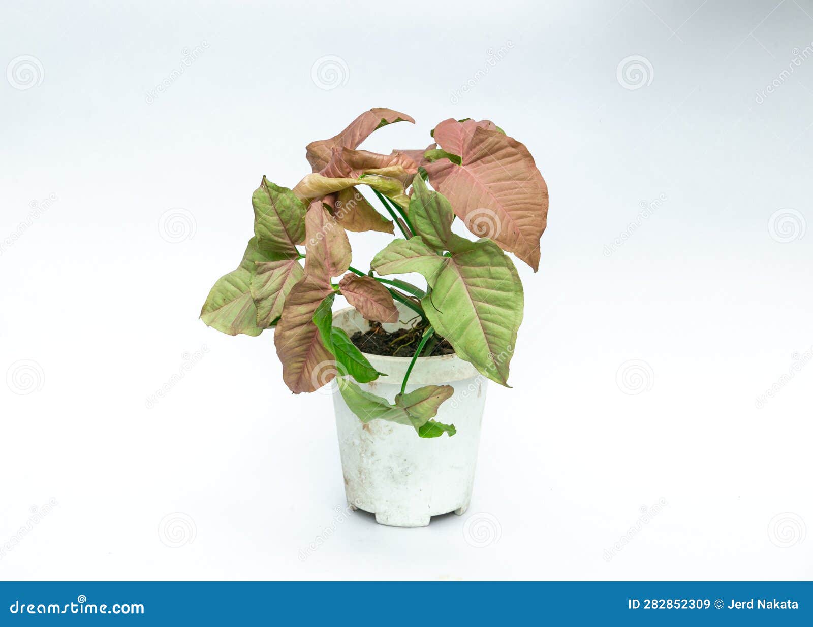 Pink and Green Leaf of Plant on White Background Stock Image Image of