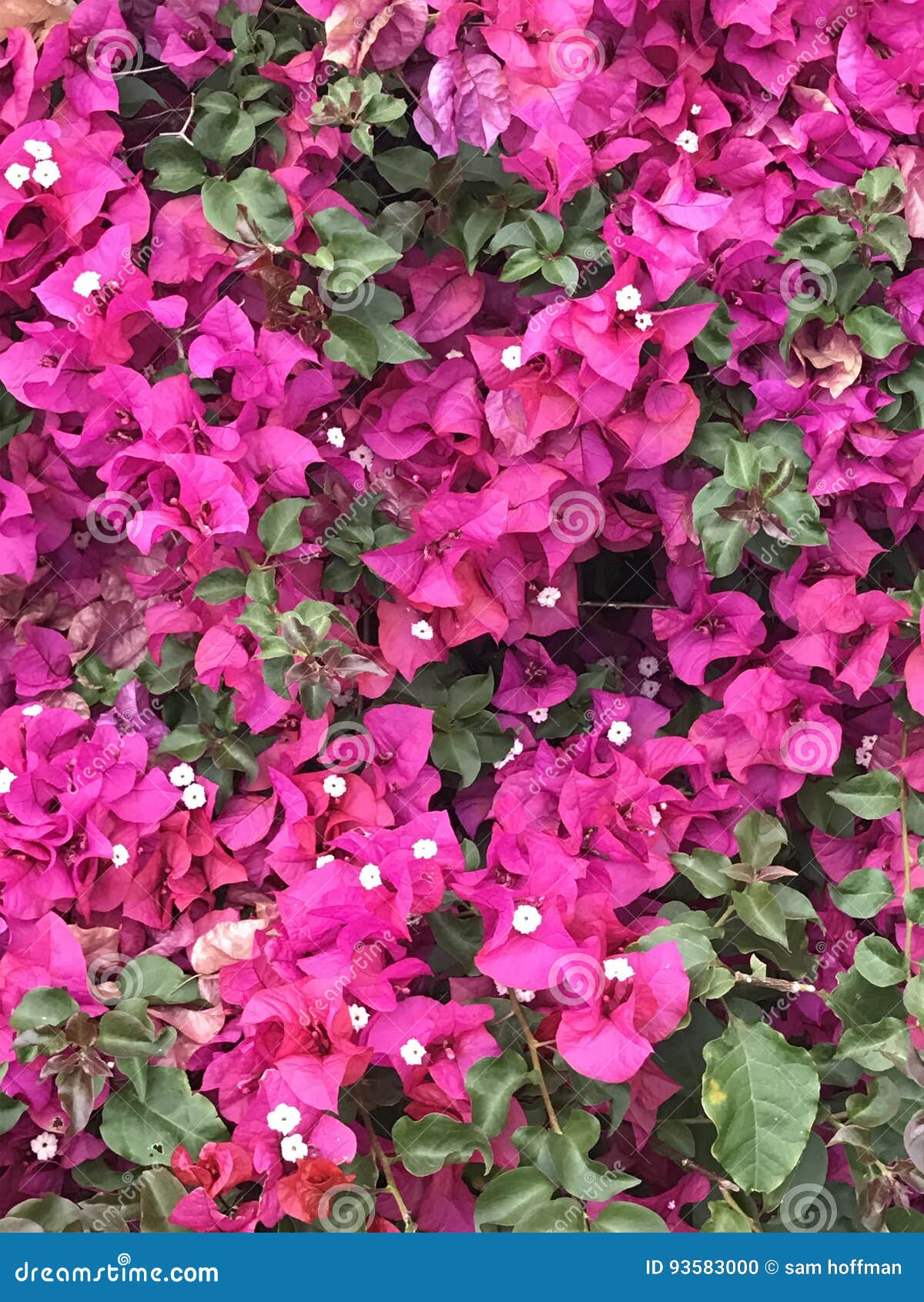 Pink Green Nature Wall stock photo. Image of spring, wall 93583000