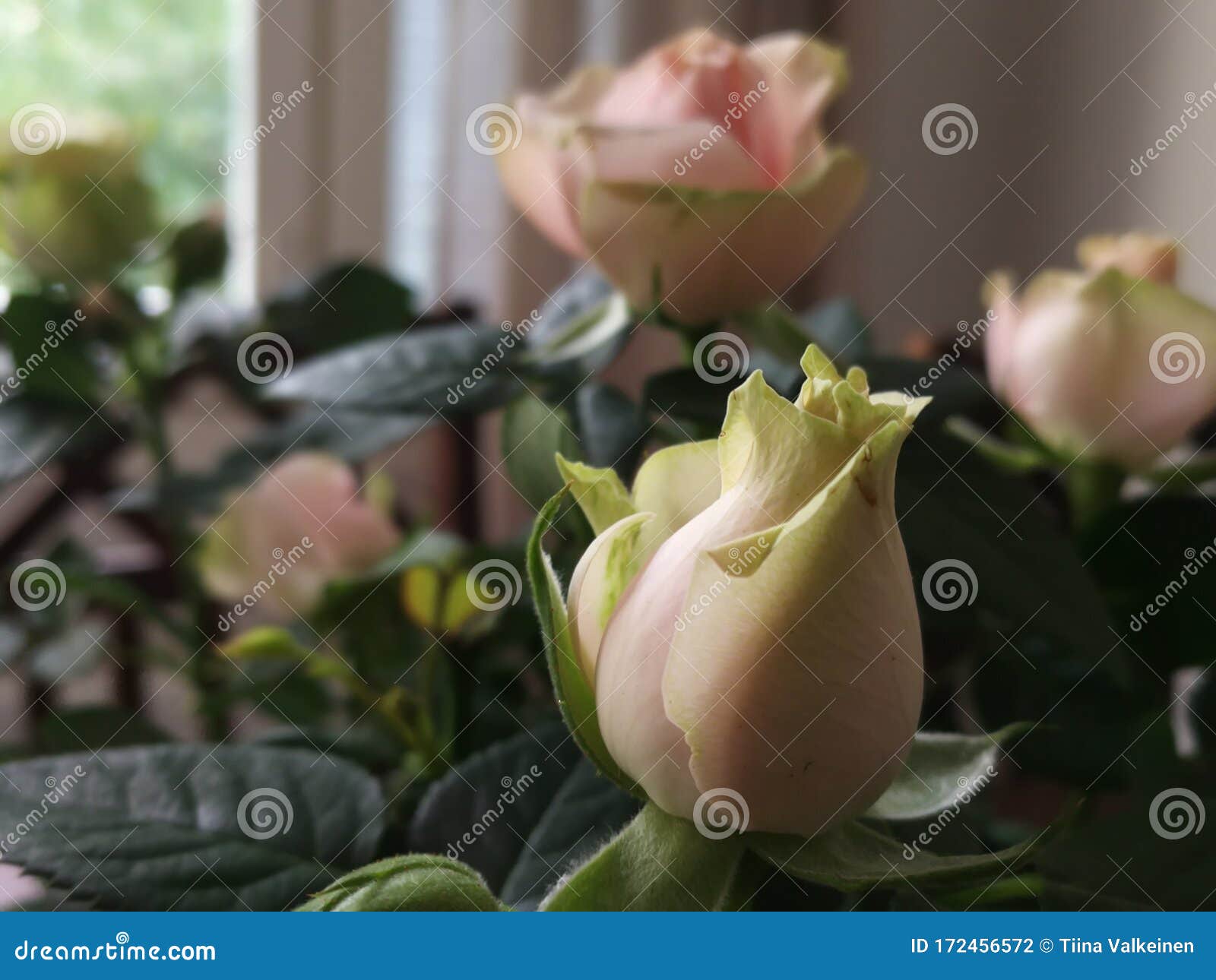 Pink and green roses stock photo. Image of rose, roses 172456572