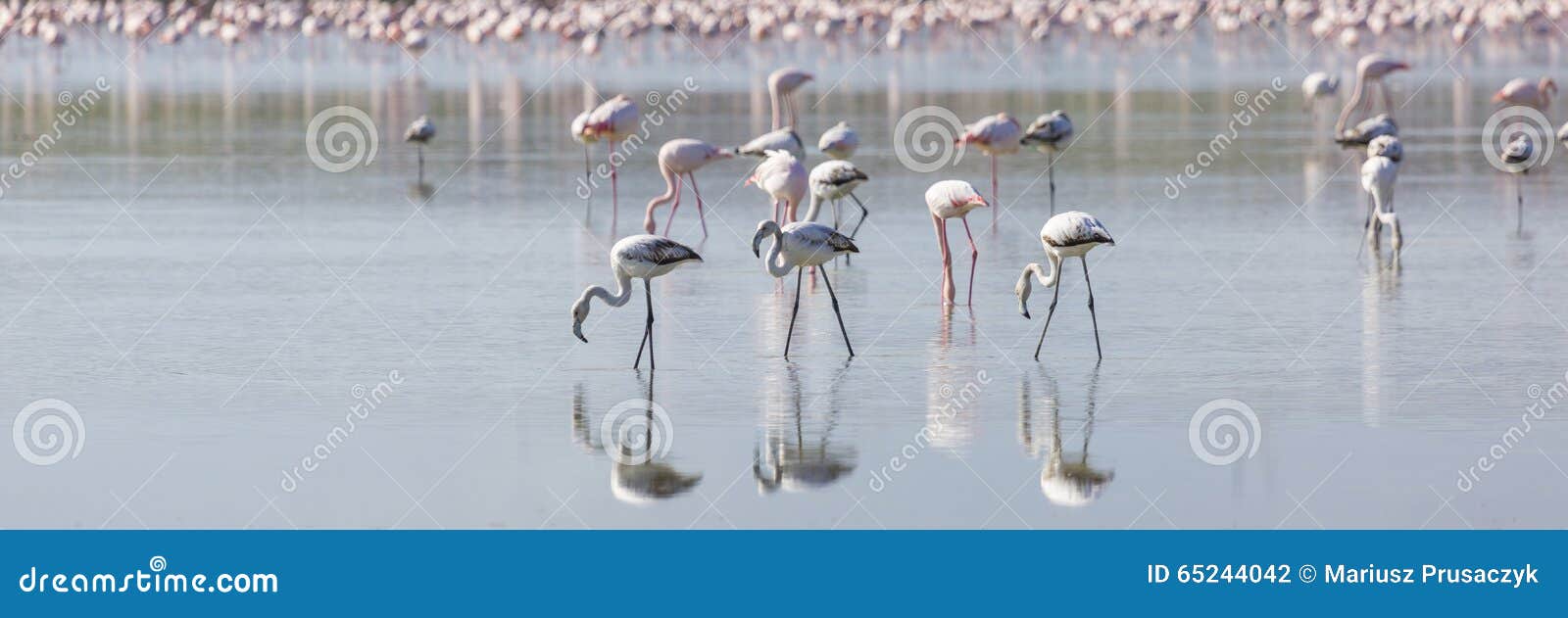 Pink and Grey Flamingos at the Salt Lake Stock Photo Image of group