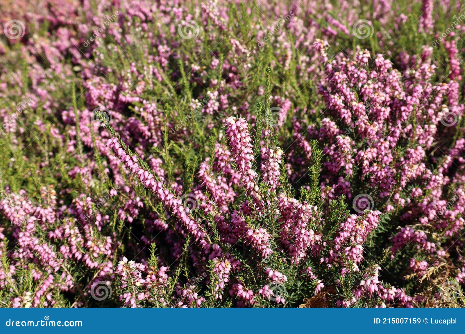 Bunch of heather flower (calluna vulgaris, erica, ling) on shabby