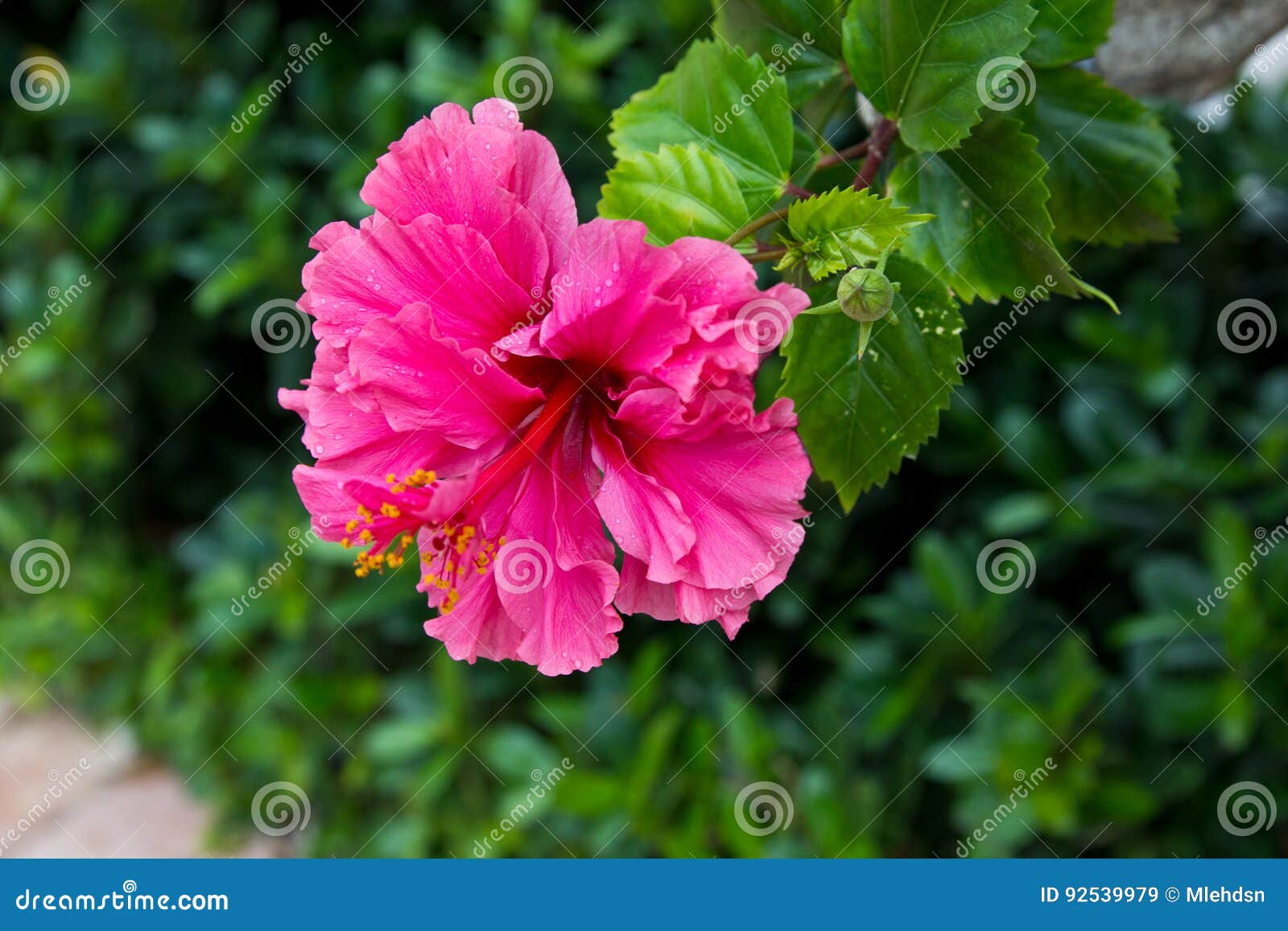 Pink hibiscus stock image. Image of pink, plant, tropics 92539979
