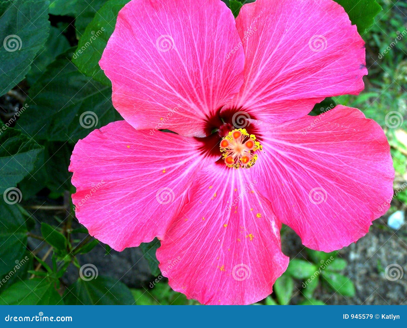 Pink Hibiscus flower stock image. Image of beautiful ...