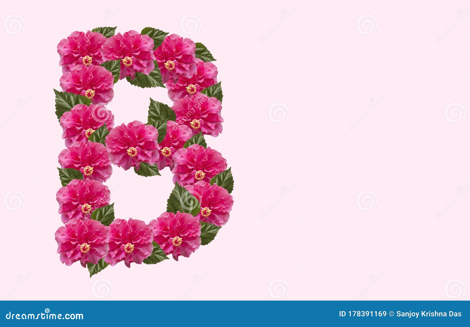 Pink Hibiscus Flower Alphabet B on Isolated Background. Beautiful ...