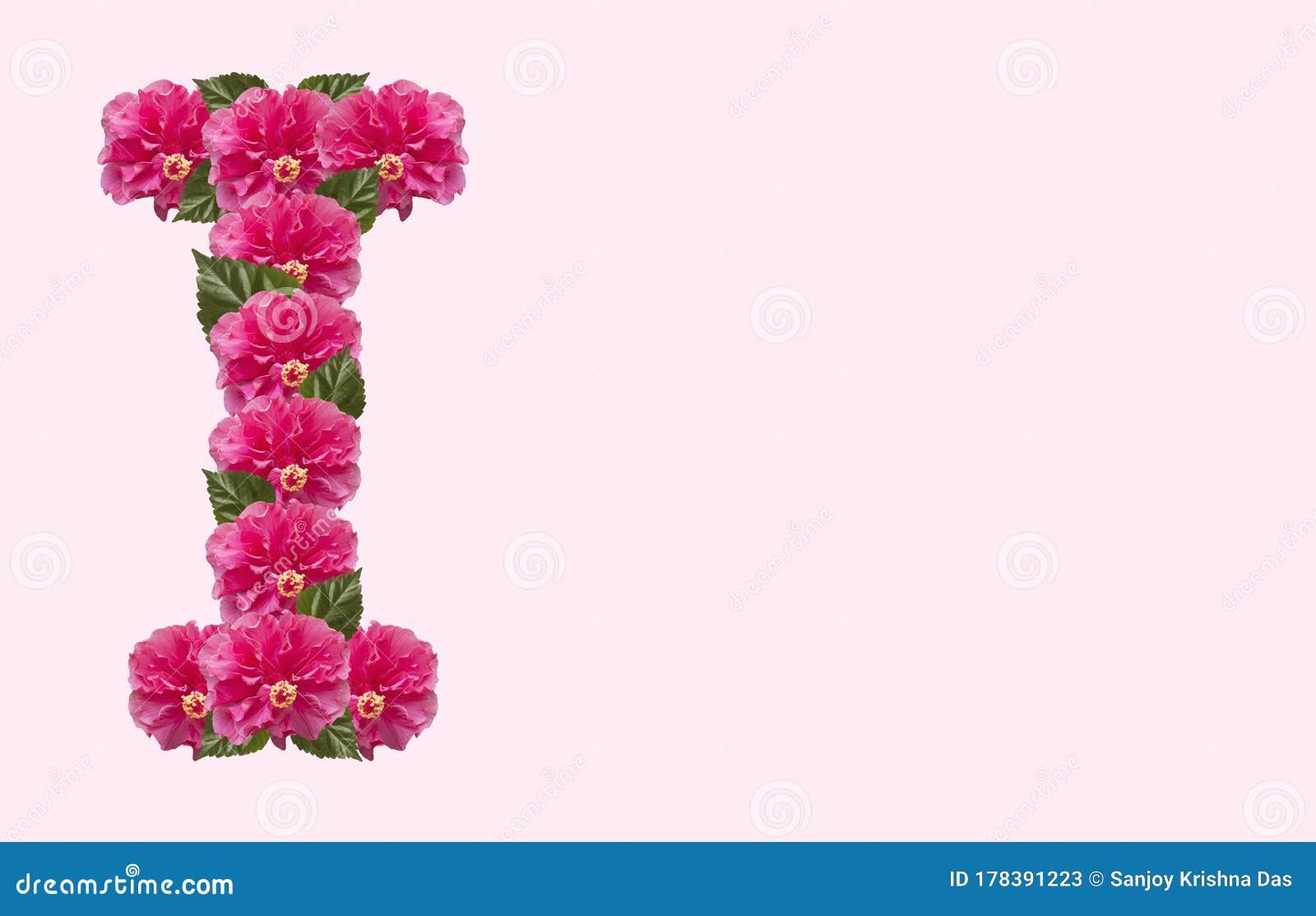 Pink Hibiscus Flower Alphabet I on Isolated Background. Beautiful China Rose Flower Letter Stock Image - Image of alphabet, fresh: 178391223 Pink Hibiscus Flower Alphabet I on Isolated Background. Beautiful China Rose Flower Letter Stock Image - Image of alphabet, fresh: 178391223