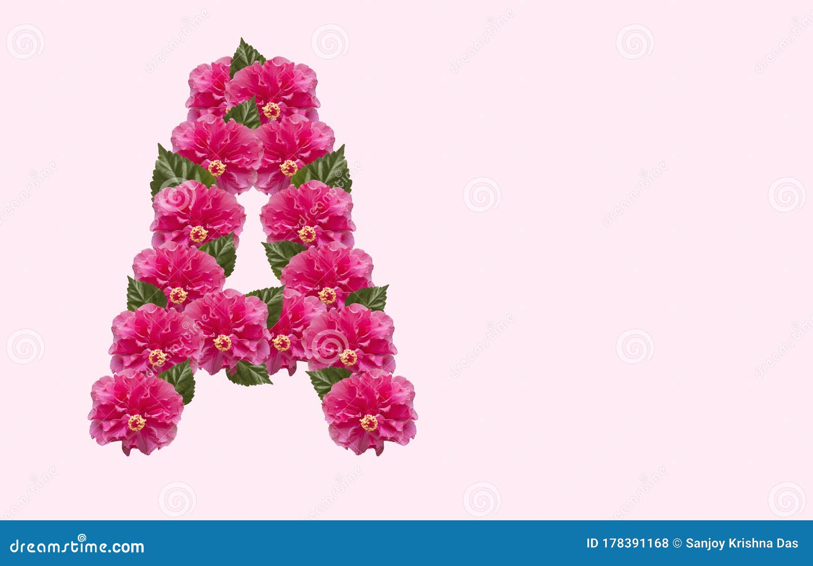 Pink Hibiscus Flower Alphabet a on Isolated Background. Beautiful China  Rose Flower Letter Stock Photo - Image of double, isolated: 178391168