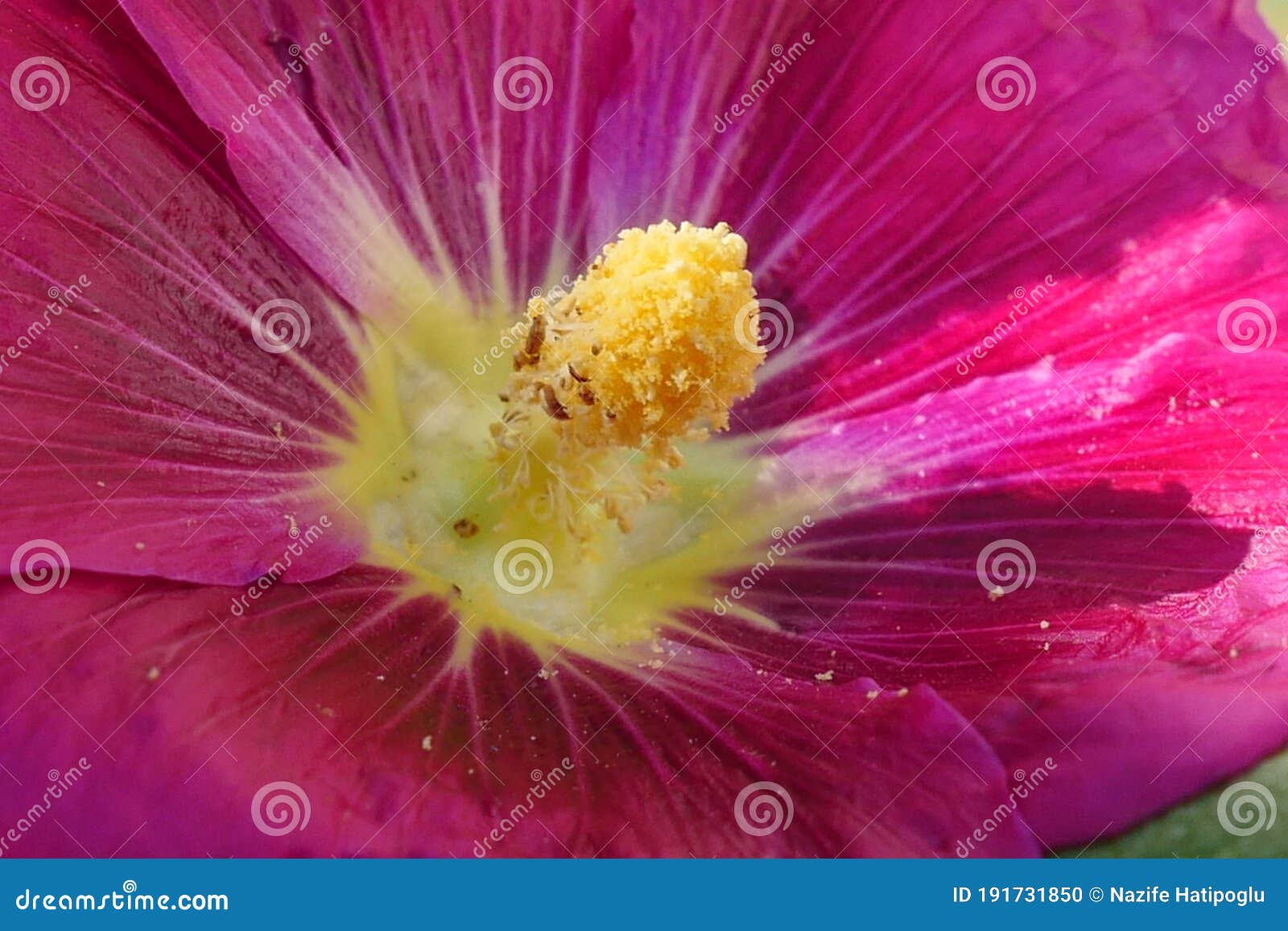 Pink Hibiscus Flower, Hibiscus Flower and Bees Closeup Stock Photo