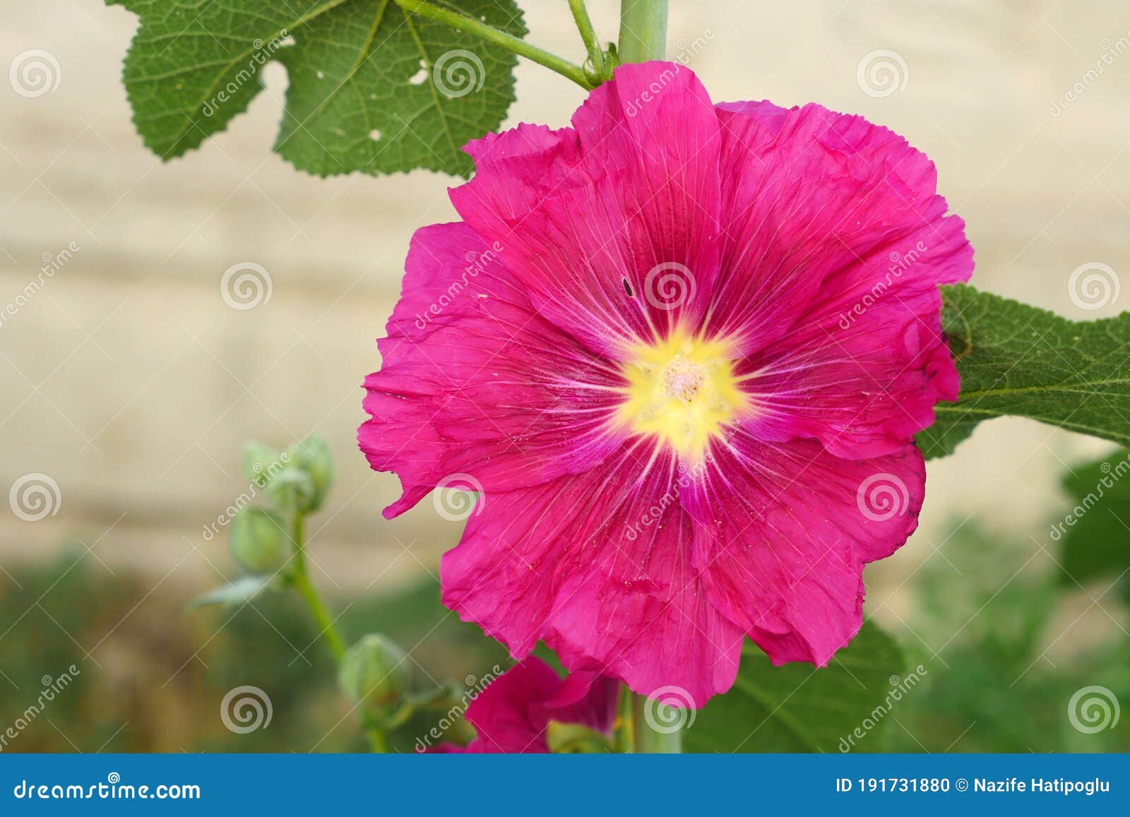 Pink Hibiscus Flower, Hibiscus Flower and Bees Closeup Stock Photo