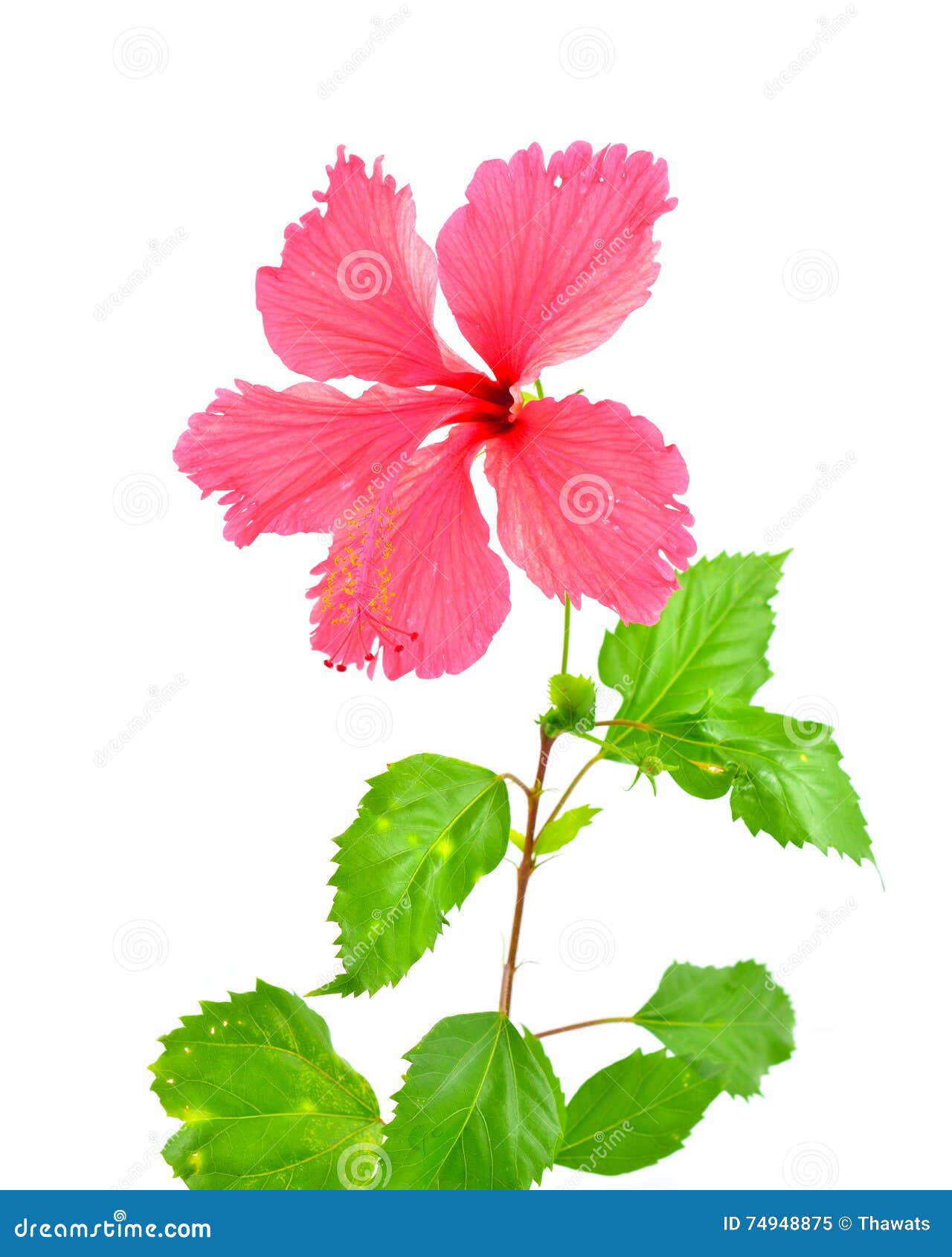 Pink hibiscus flower stock image. Image of gift, purple 74948875