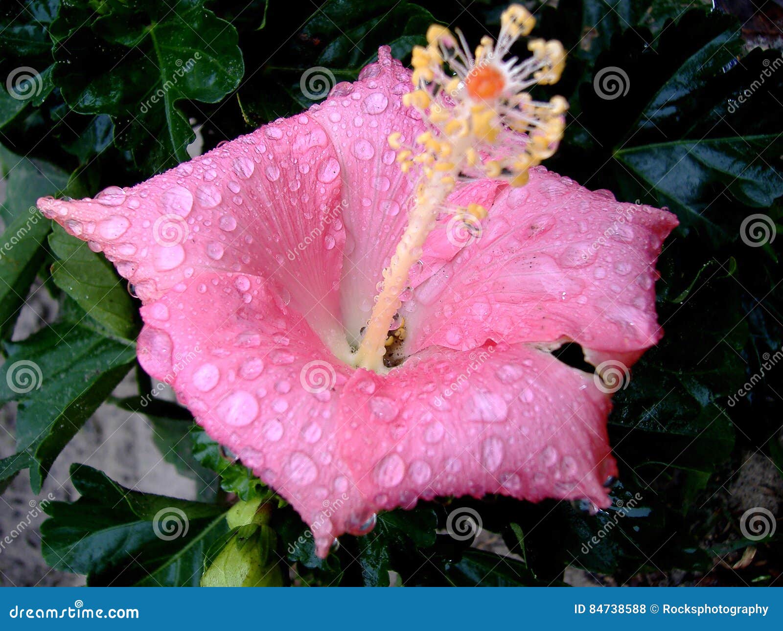 pink hibiscus flower