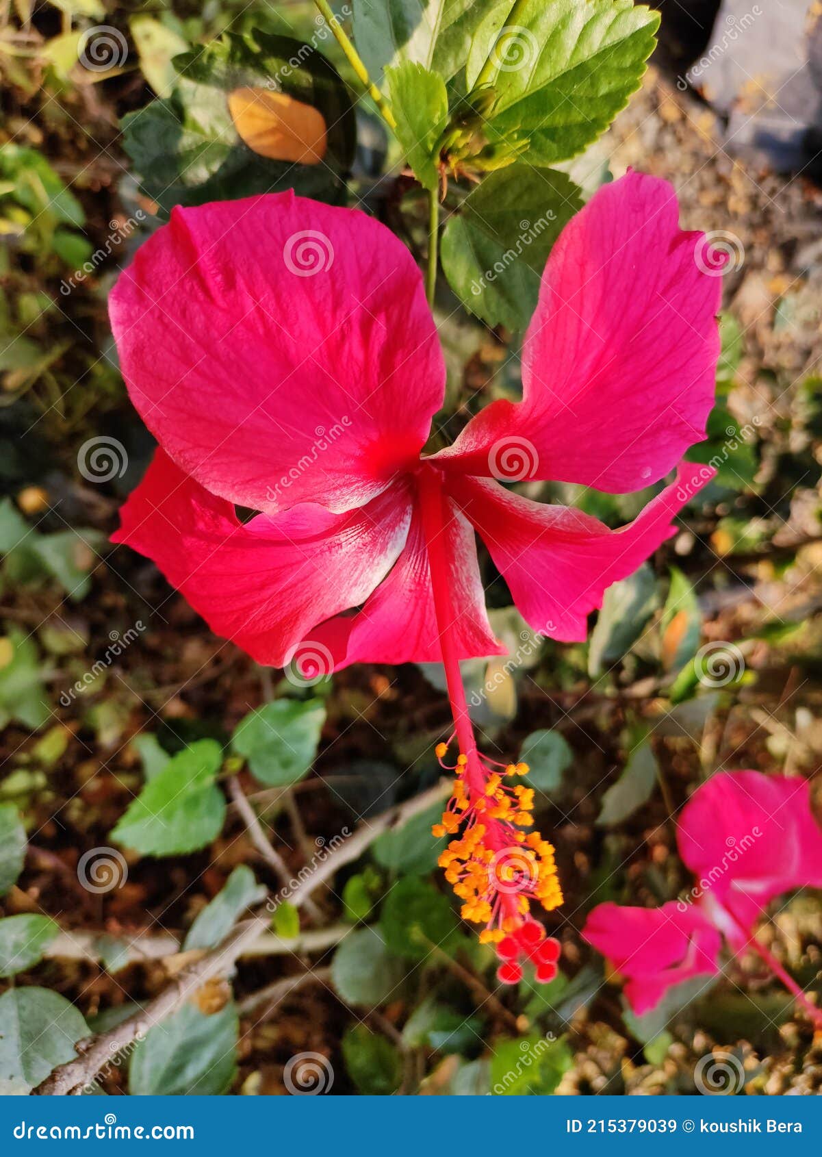 Pink Hibiscus flowers stock image. Image of pink, flower 215379039