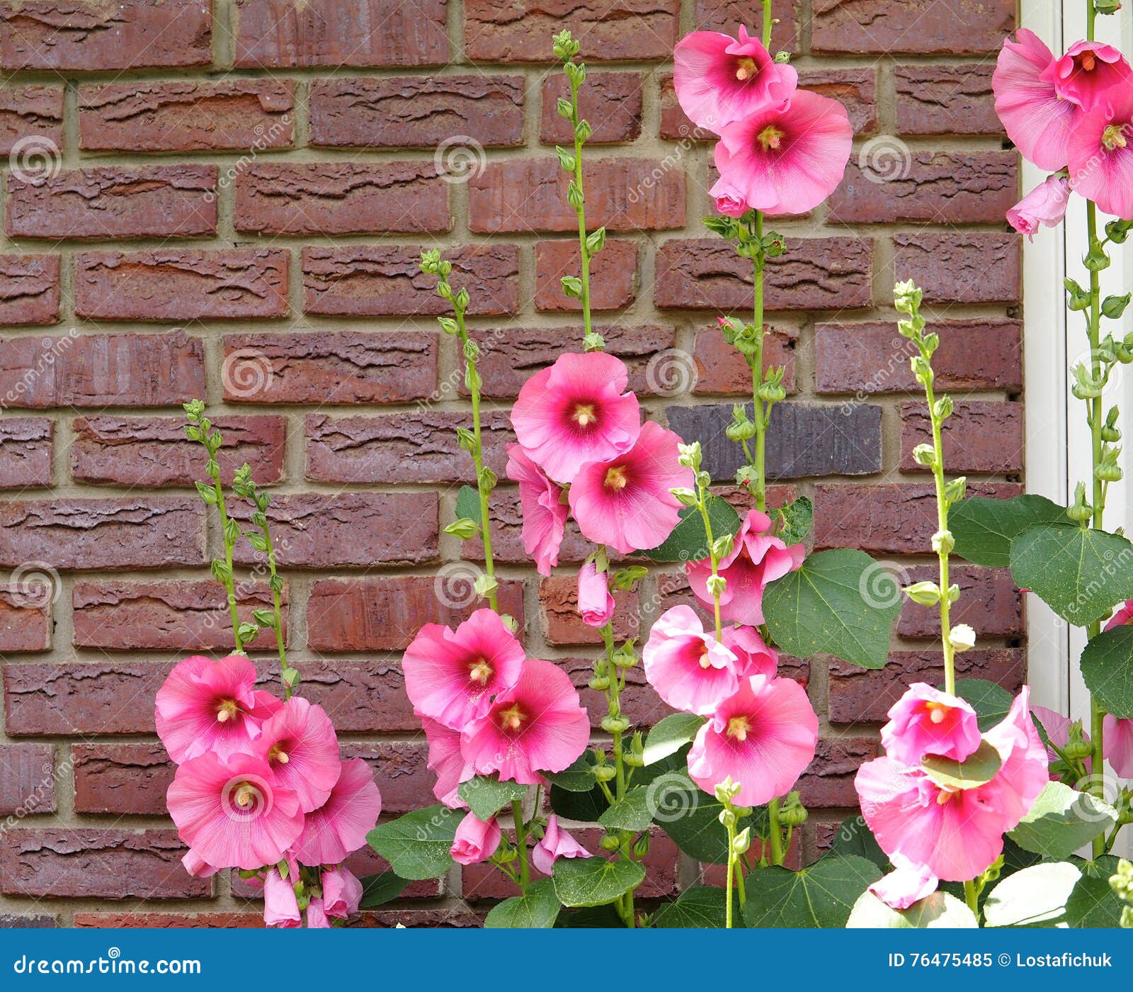 Pink Hollyhocks Against a Red Brick Wall Stock Image Image of wall