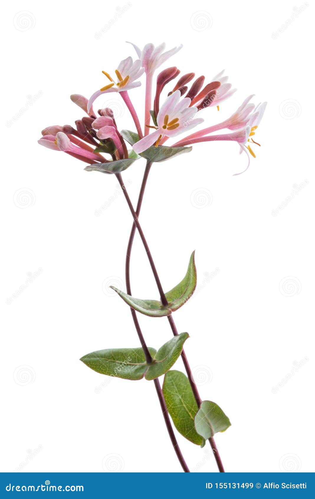 Pink honeysuckle flowers stock image. Image of isolated - 155131499