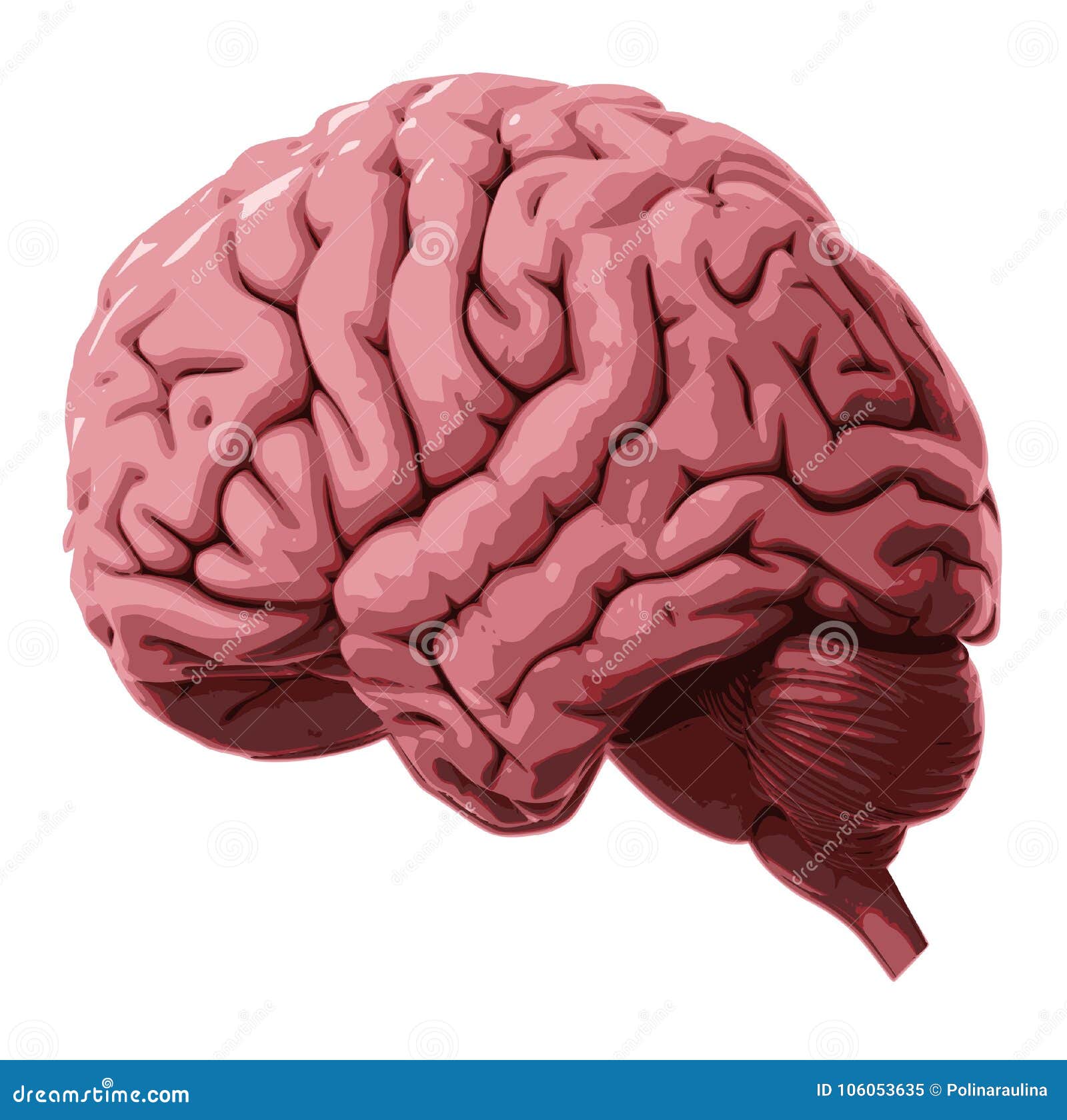 pink-human-brain-large-was-owned-very-in