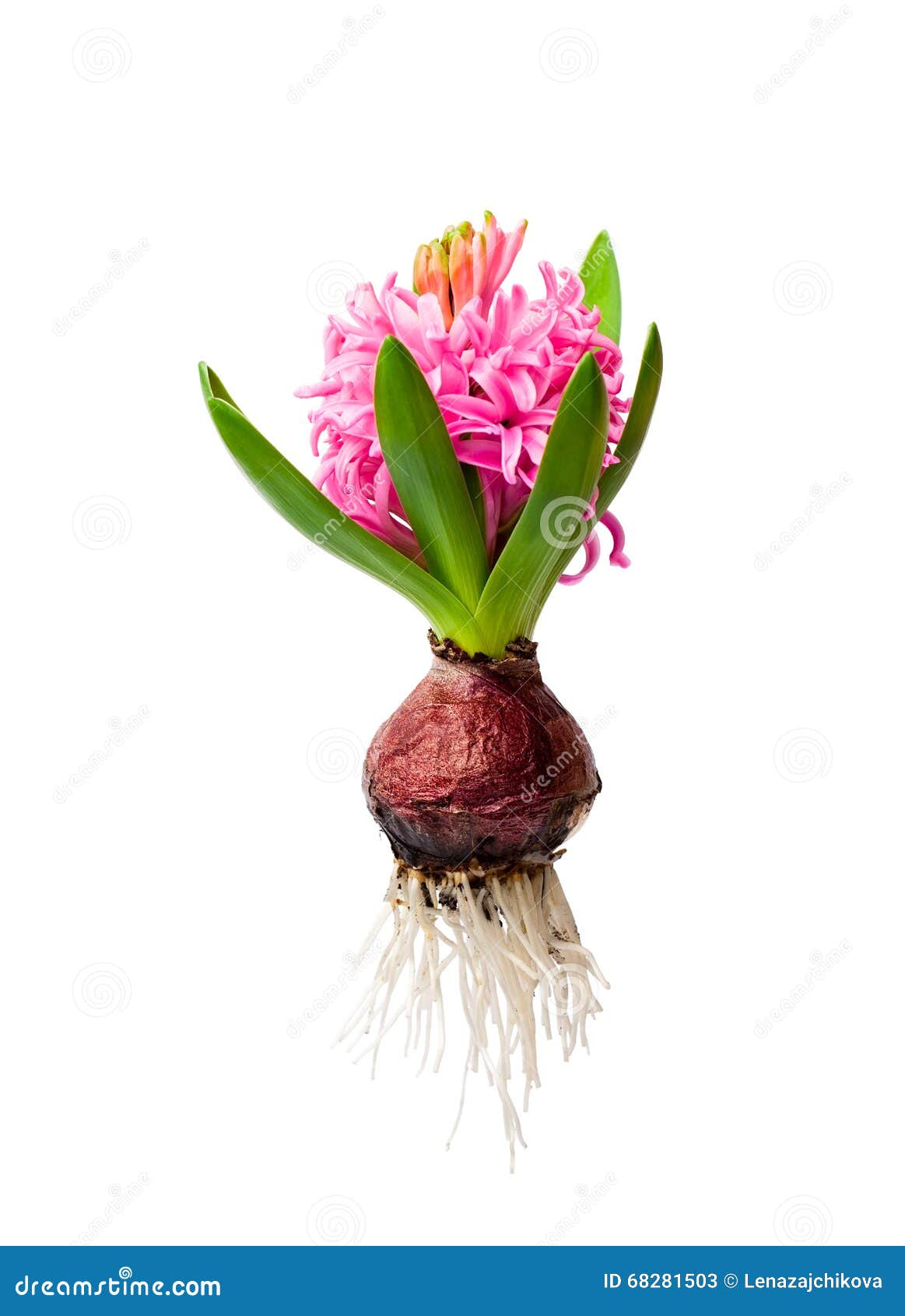 flower with roots clipart - photo #49