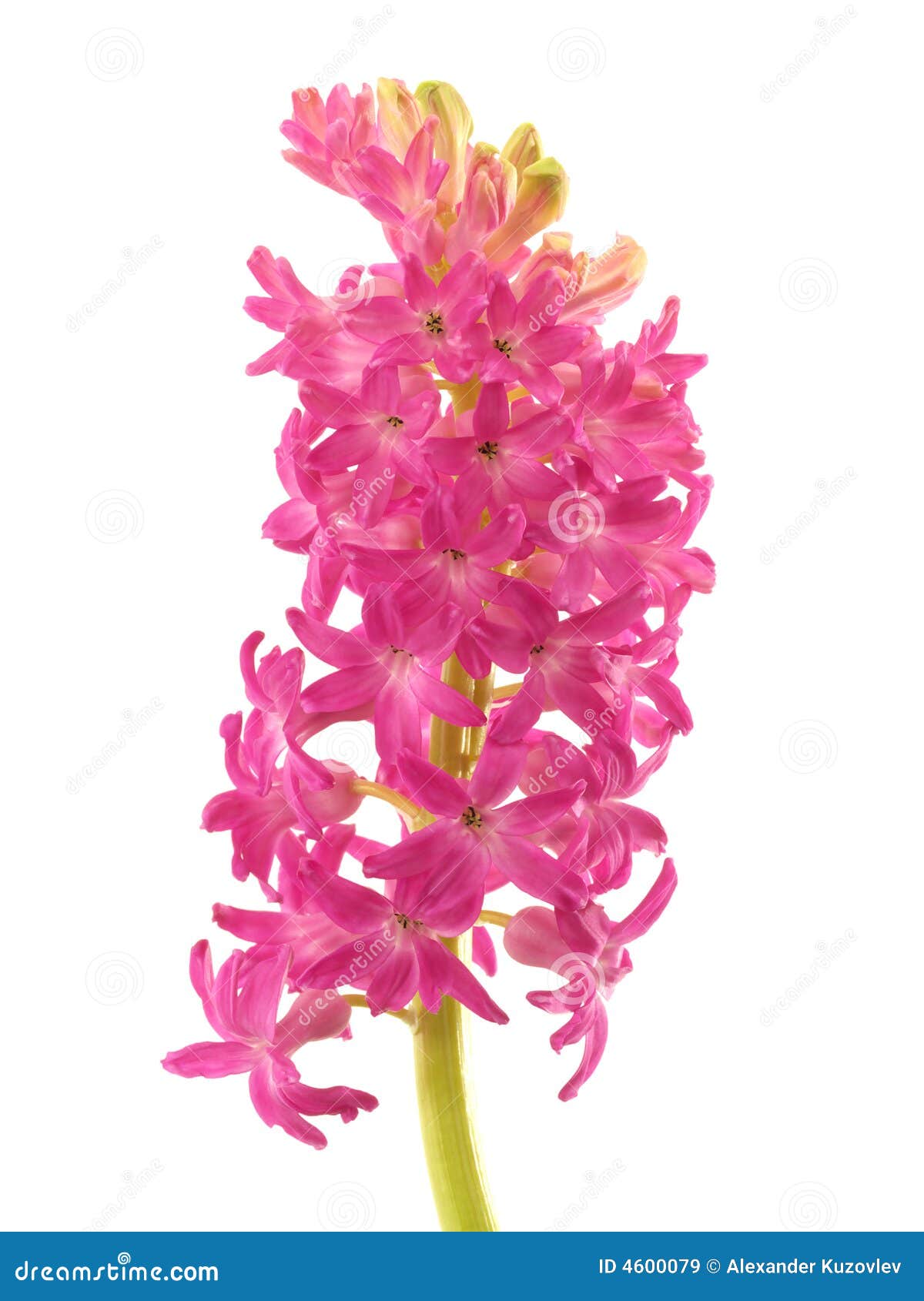 Pink hyacinth with stem stock image. Image of melting 4600079