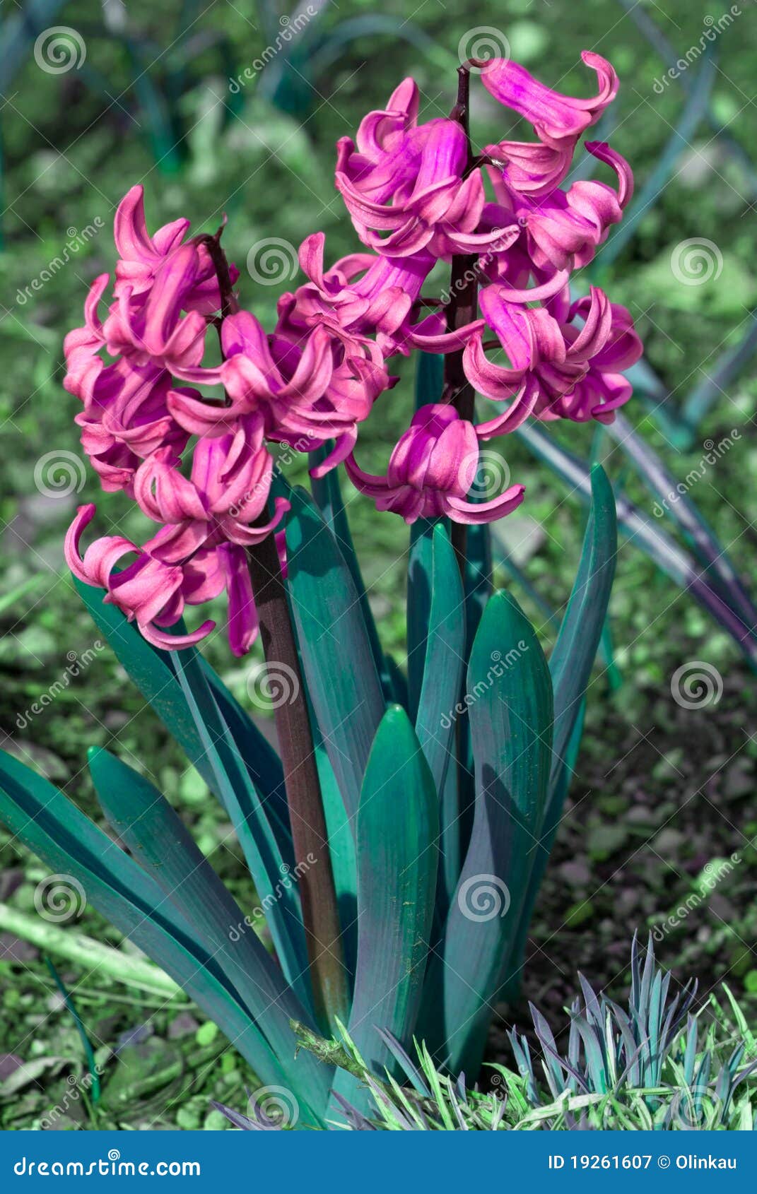 Pink hyacinths stock image. Image of freshness, botany 19261607