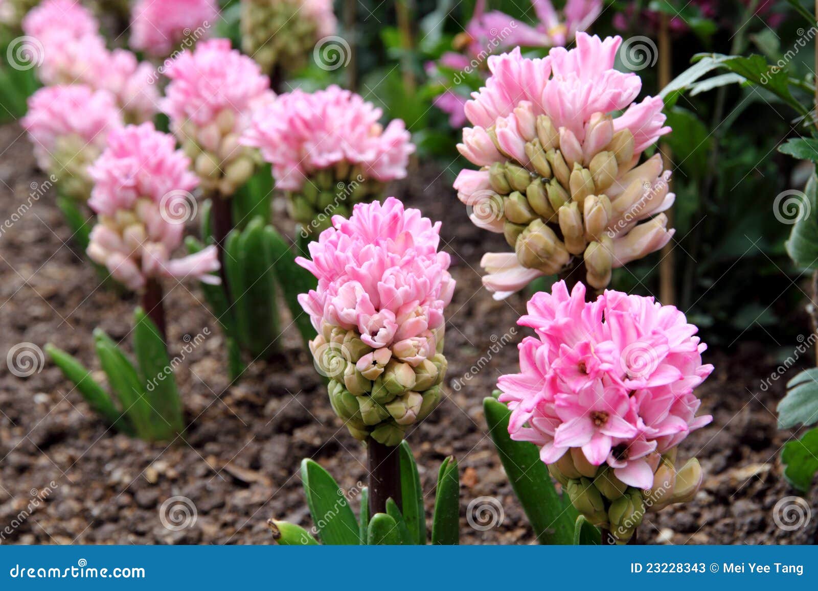 Pink Hyacinths in spring stock image. Image of magenta 23228343