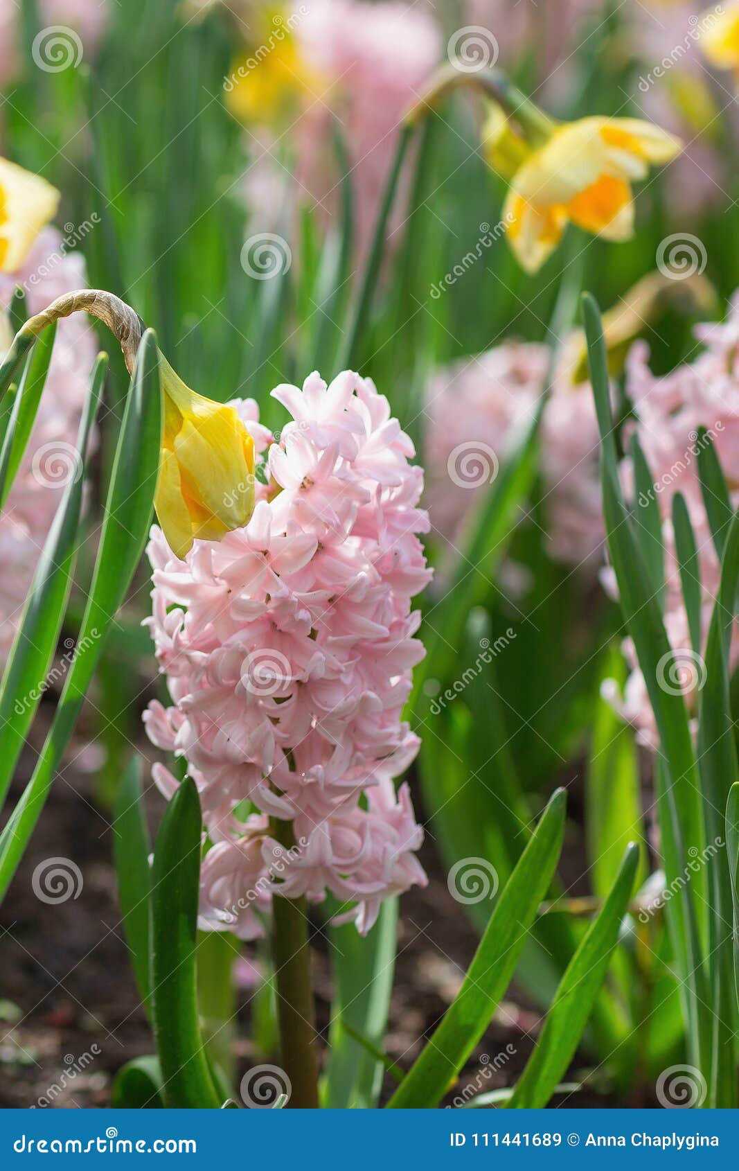 Pink Hyacinths And Yellow Narcissus In A Dutch Park Spring Concept Close Up Selective Focus Stock Image Image Of Blossom Flora 111441689