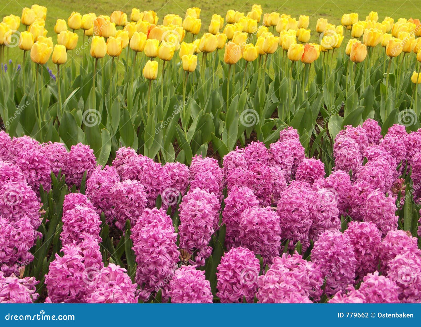 pink hyacinths and yellow tulips