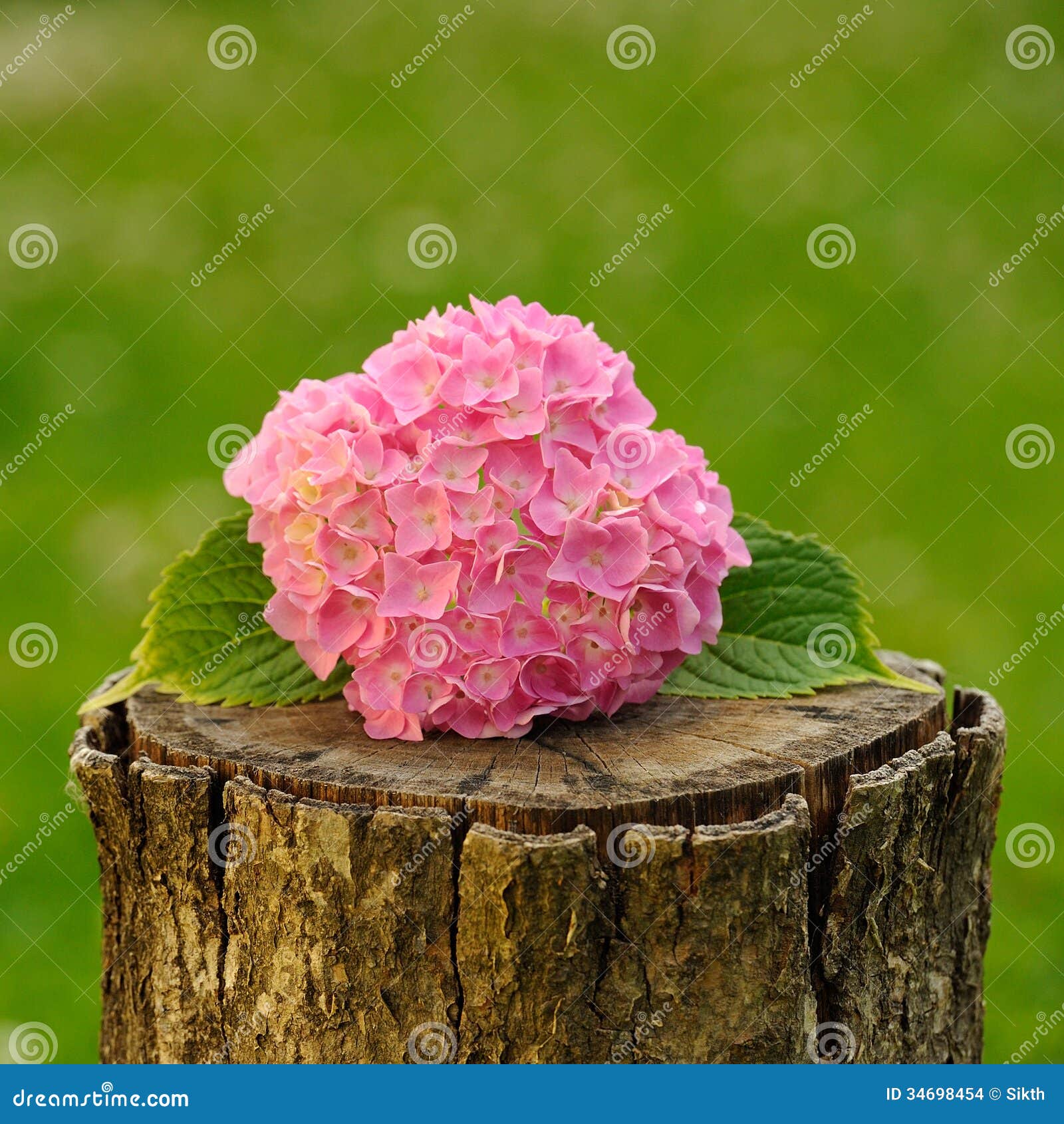 Pink Hydrangea Flowers on Tree Stump Stock Photo Image of botanical