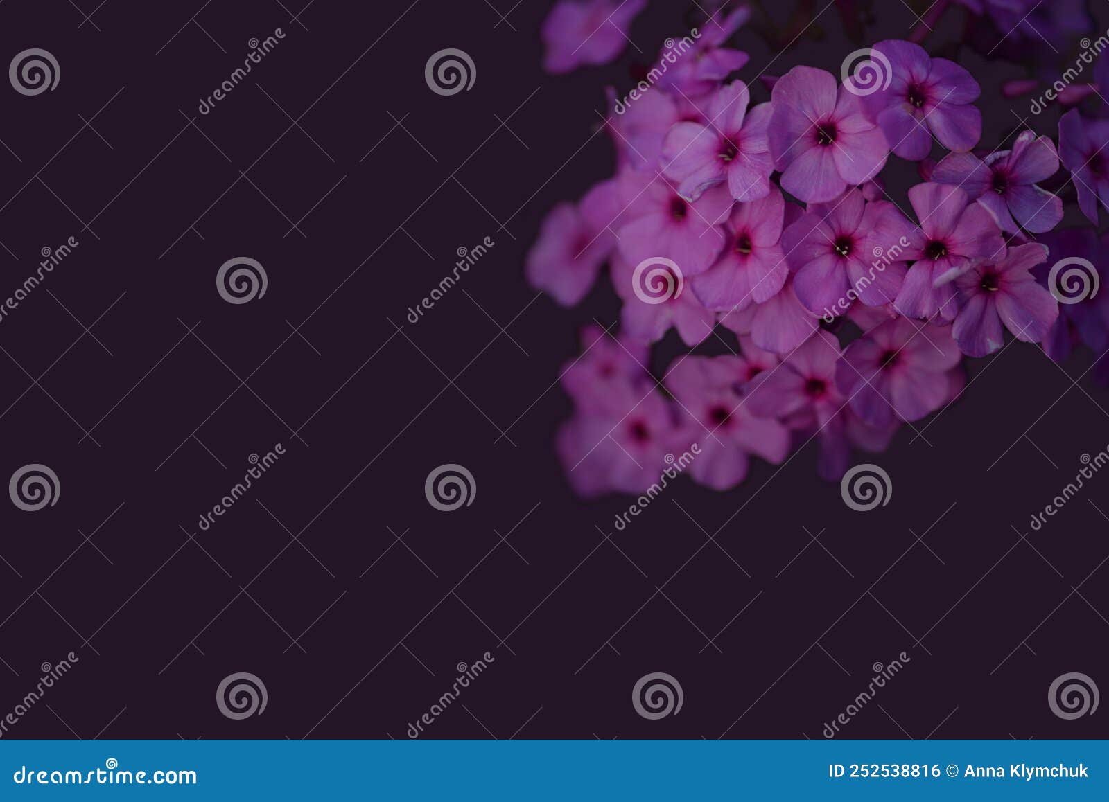 hydrangea in low key on a dark background hydrangea for cards background pinko flowers small white flowers square