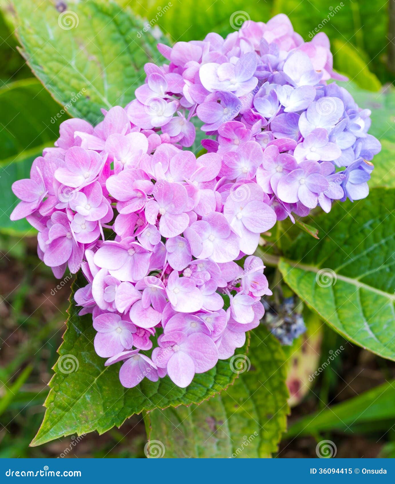 Pink hydrangea stock image. Image of fresh, bloom, hydrangea 36094415