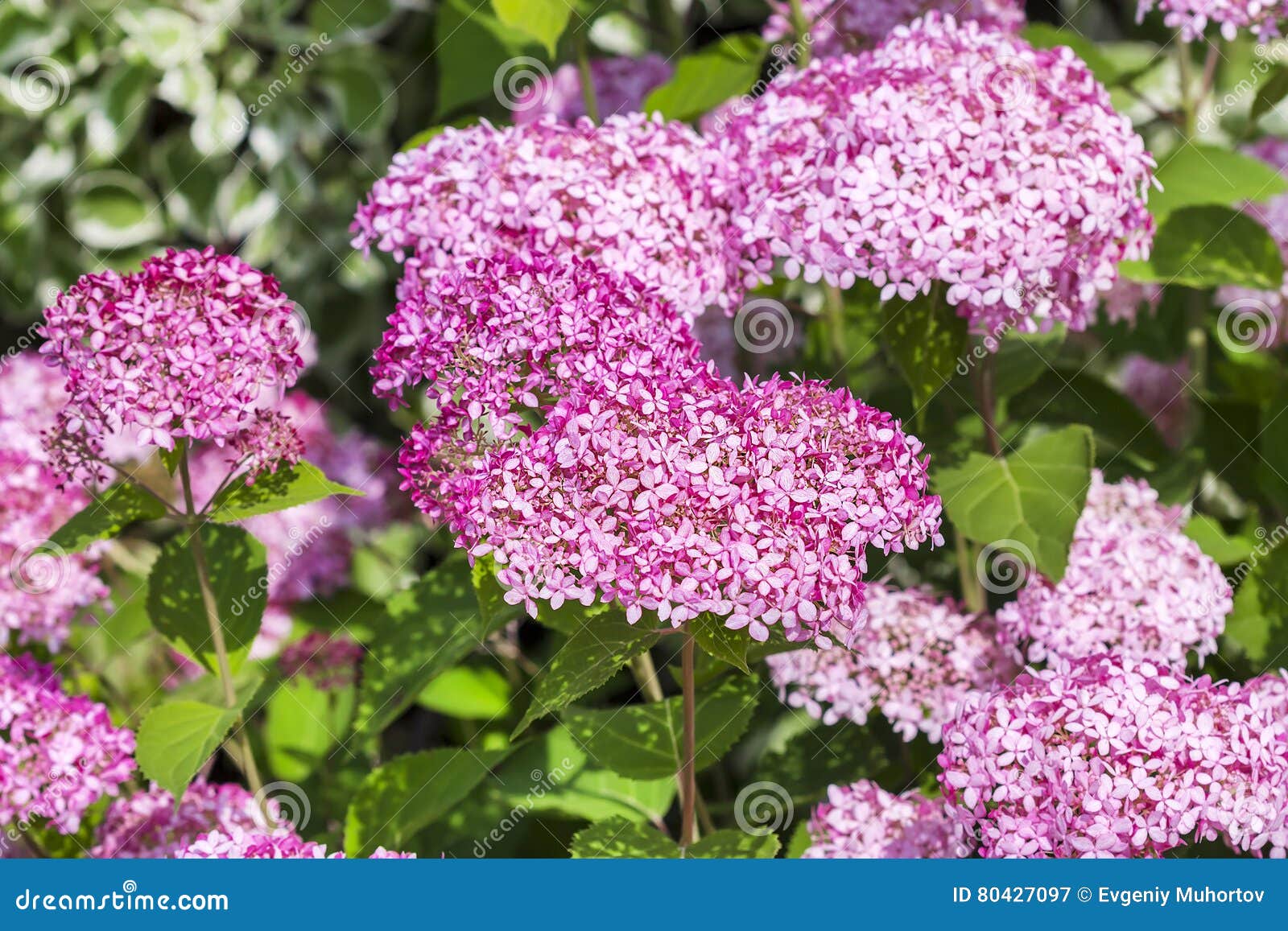 Pink Hydrangea Tree Varieties Stock Image Image of beautiful, bush