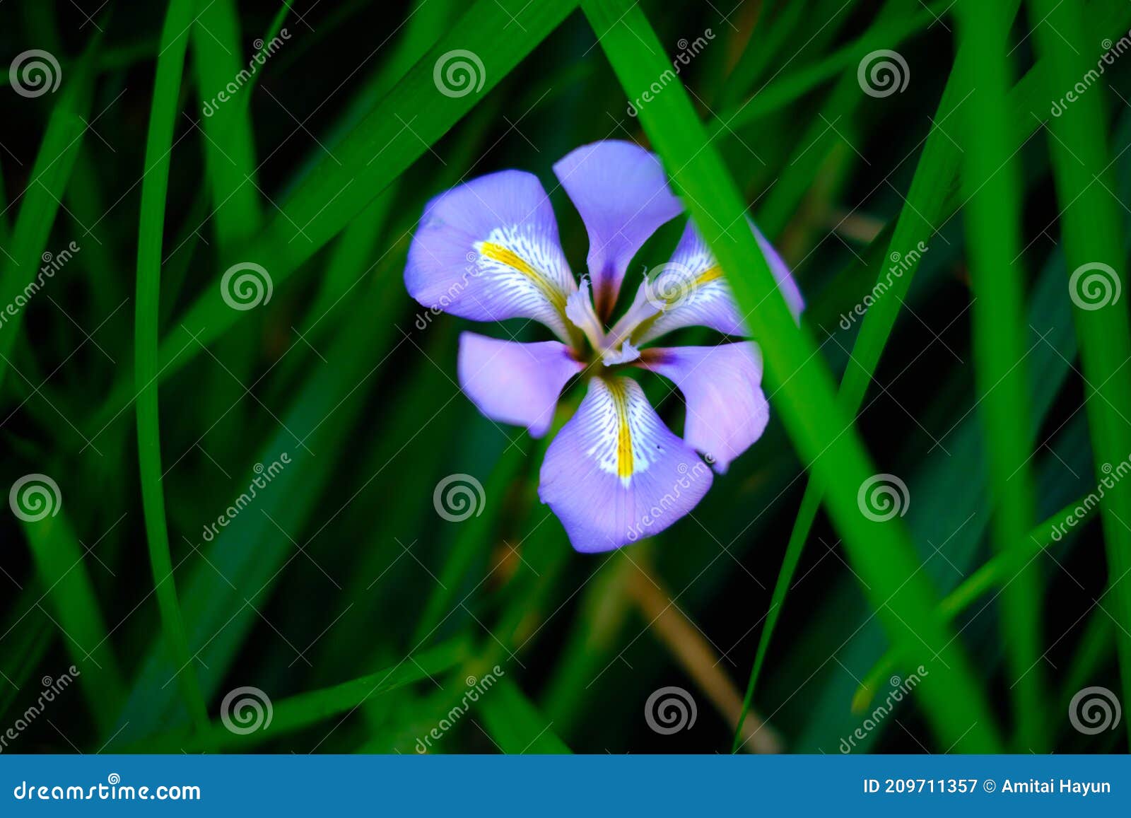 purple iris and green grass