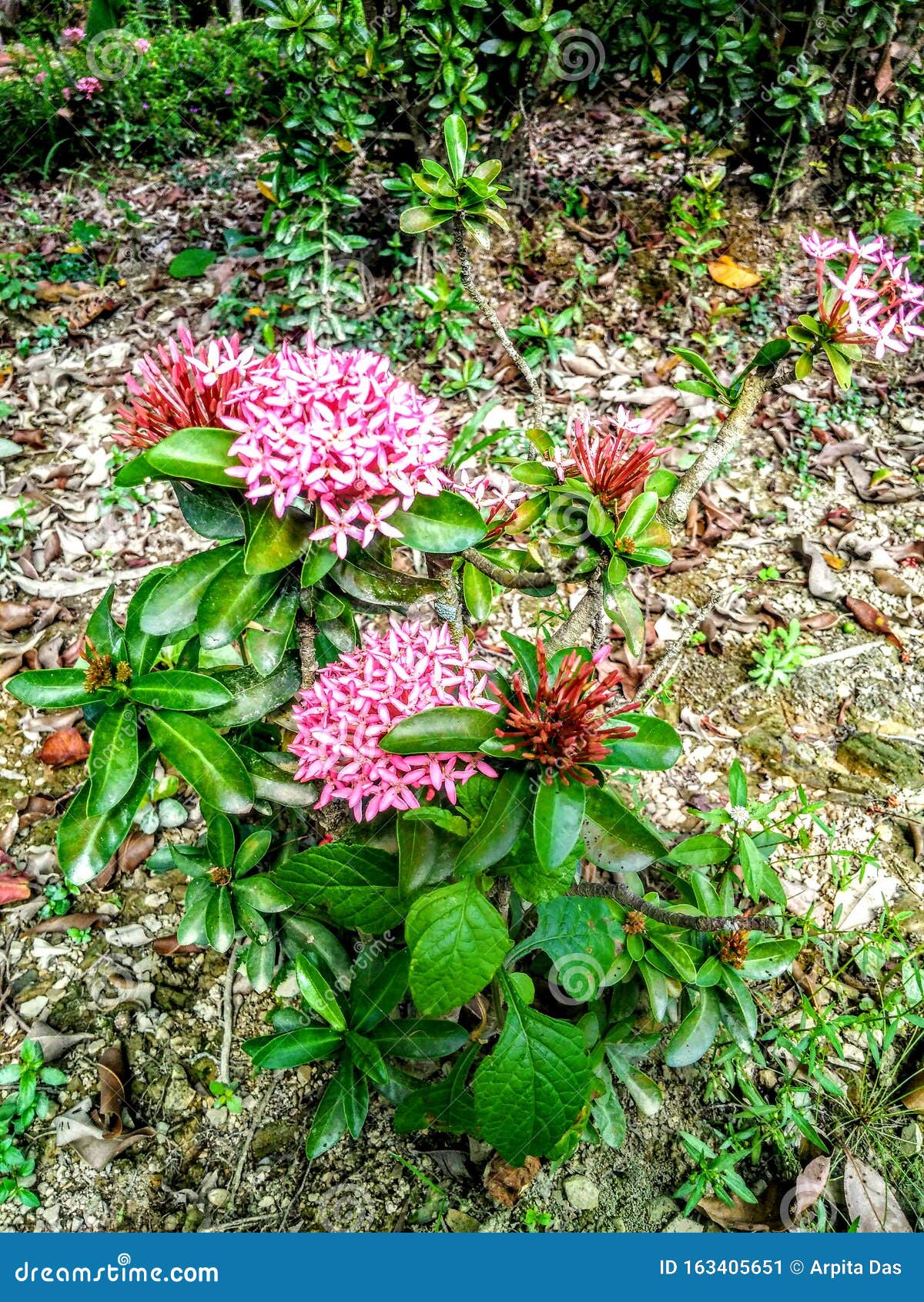 Pink Ixora CoccInea Es Una Especie De Planta De Flores Imagen de archivo -  Imagen de familia, arbusto: 163405651