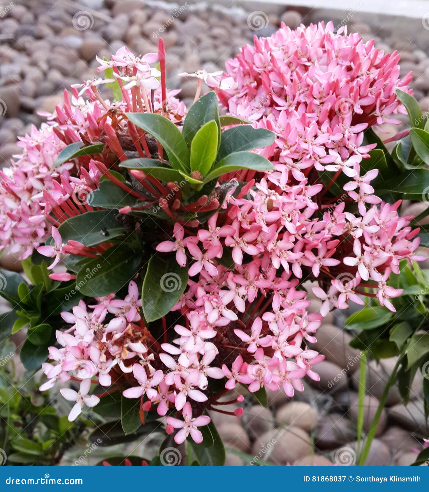 Pink ixora plant stock image. Image of beautiful, native - 81868037