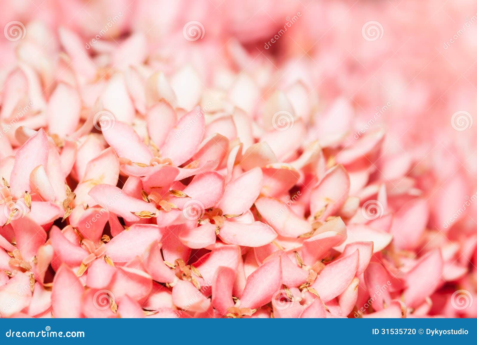 Pink Ixora or West Indian Jasmine Flower Stock Photo Image of beauty