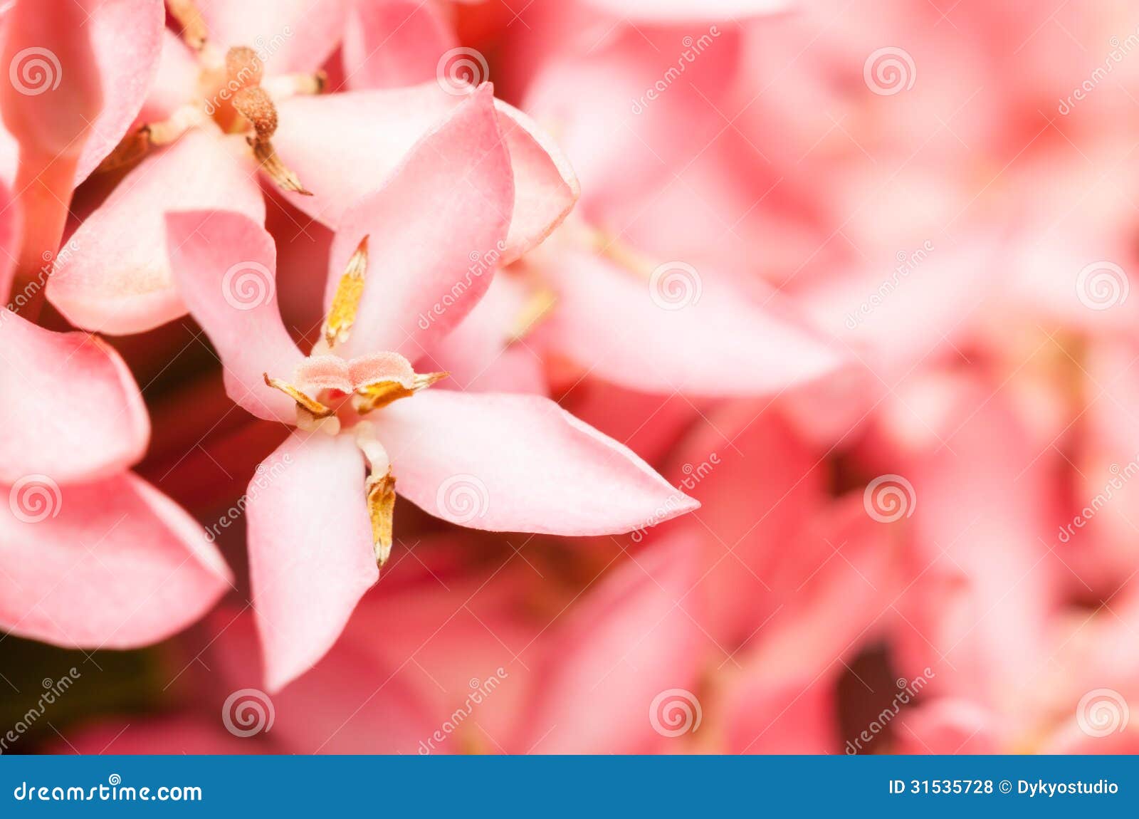 7,483 Flower Pink Jasmine Stock Photos - Free & Royalty-Free Stock Photos  from Dreamstime