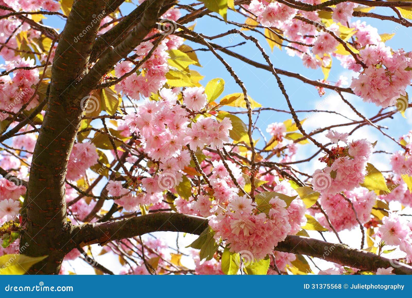 Pink Japanese Cherry Tree Blossom Stock Photo Image of blossom, flower 31375568